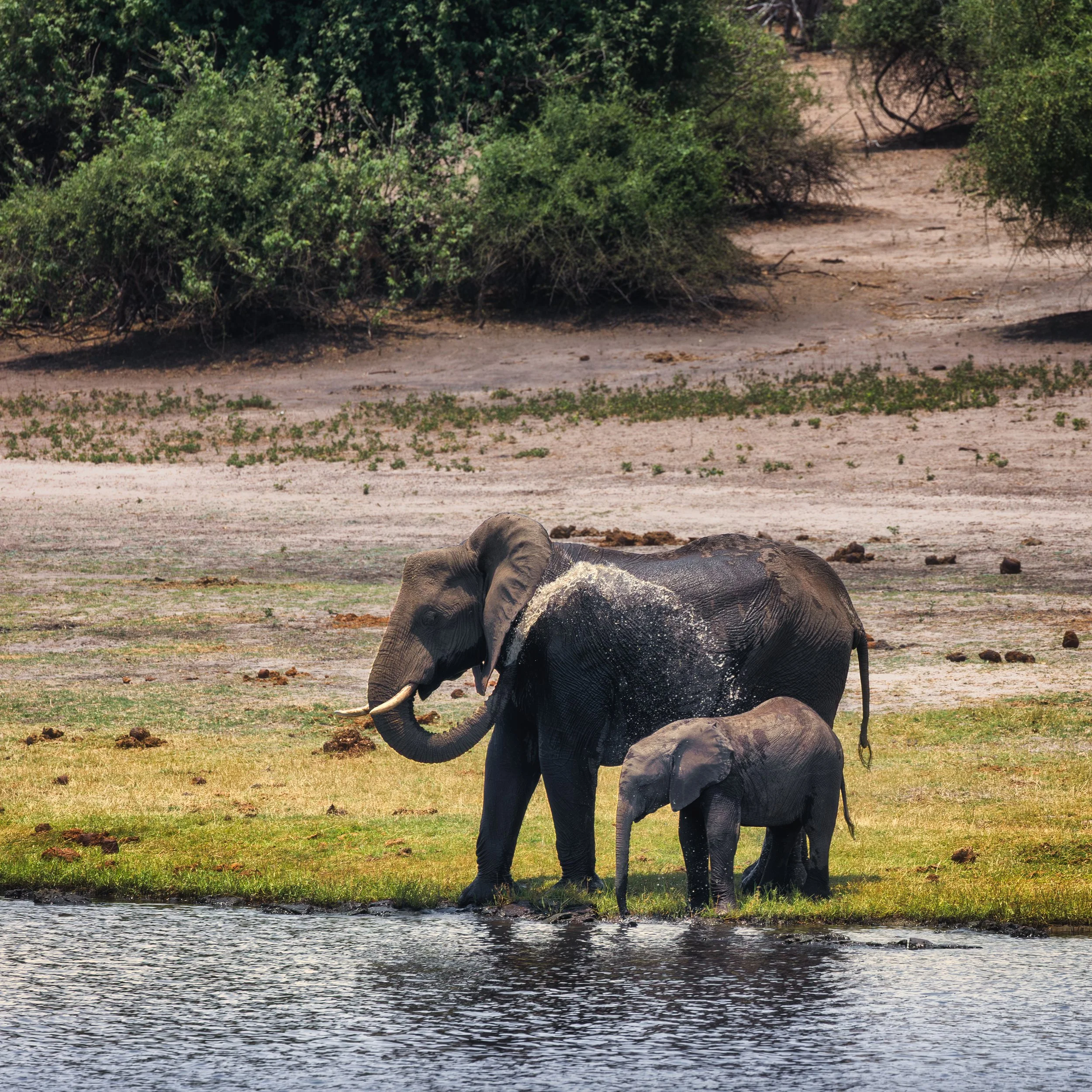 Elephant family at the Chobe River