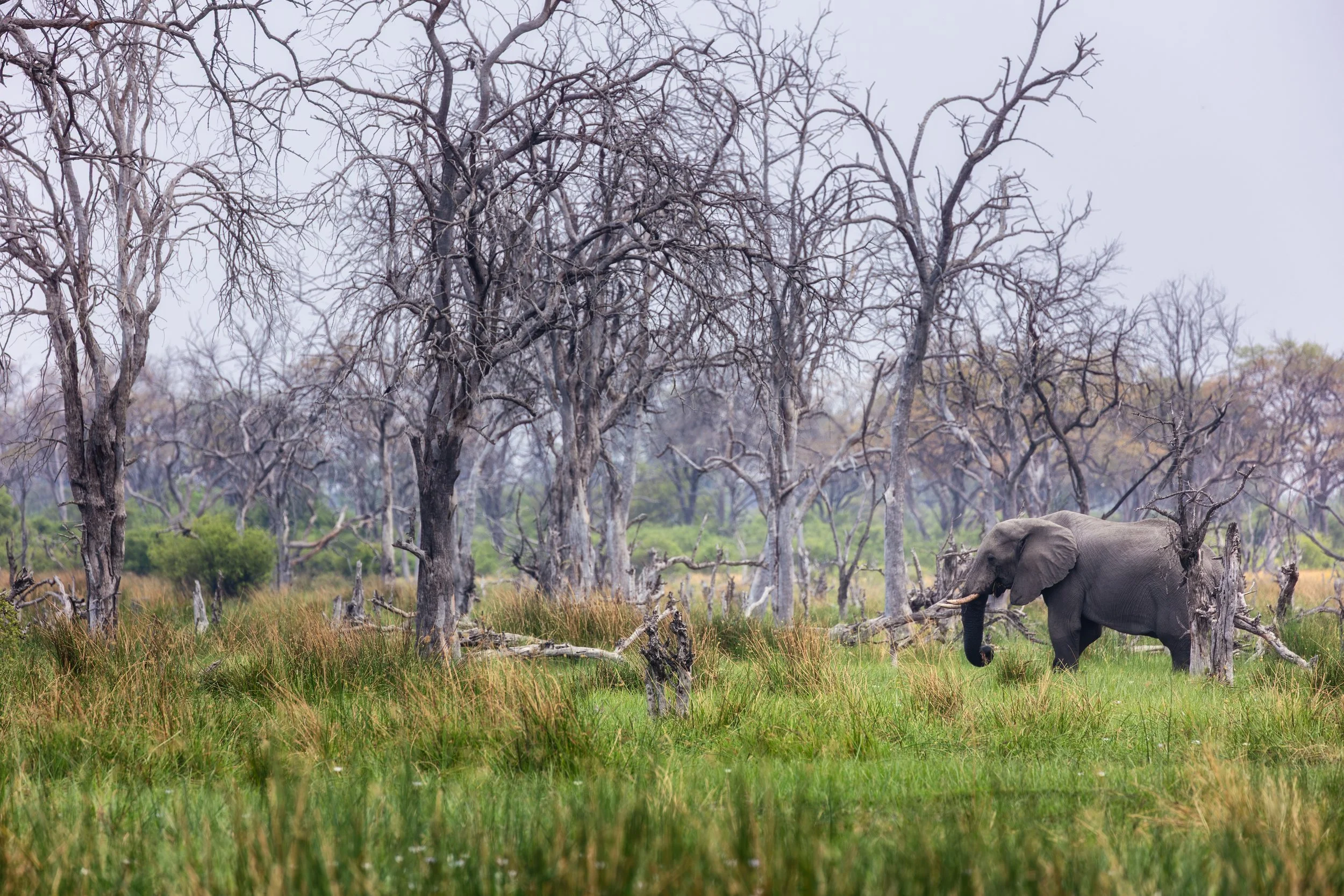 Elephant in the Okavango Delta