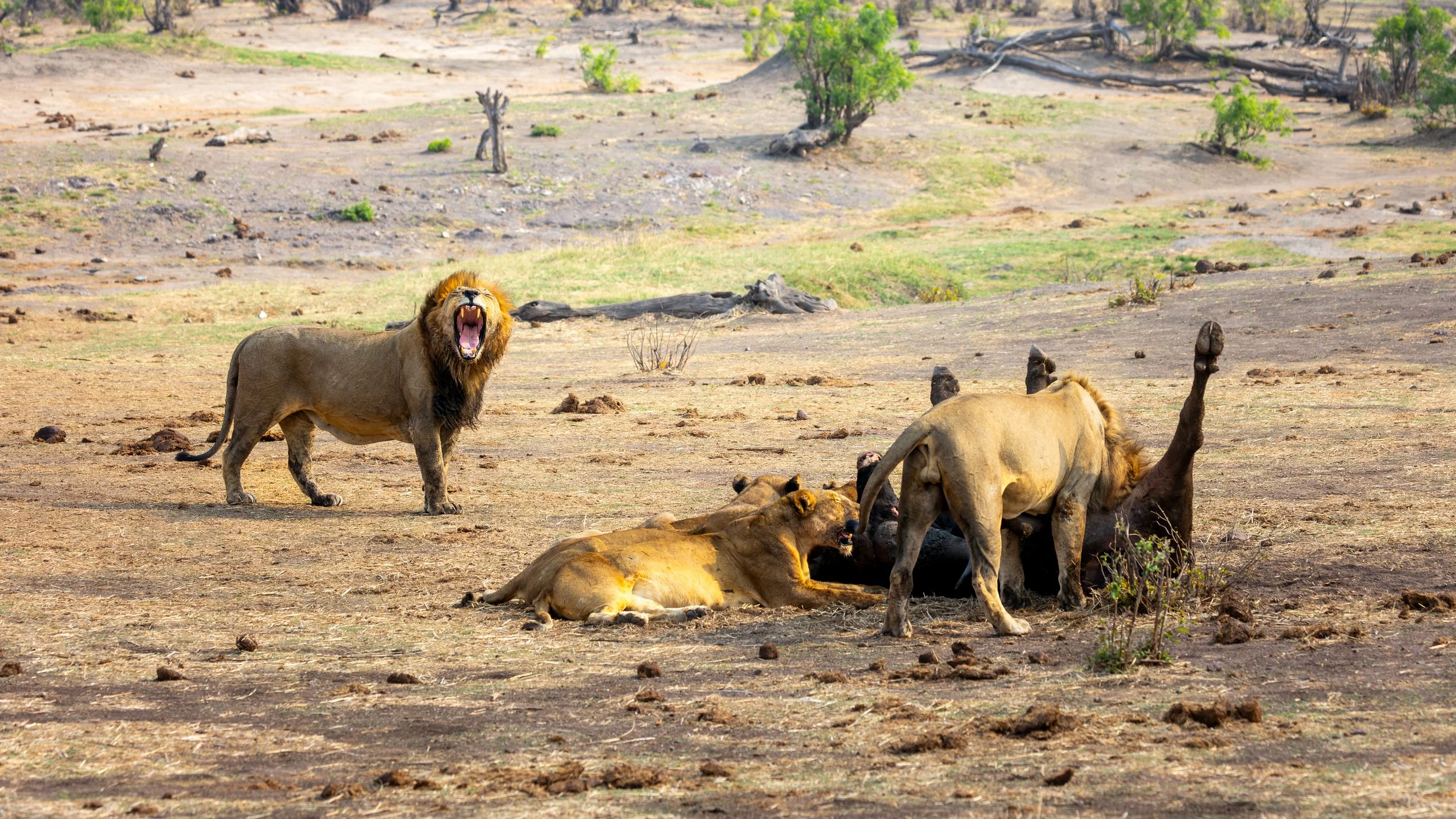 Lion hierarchy