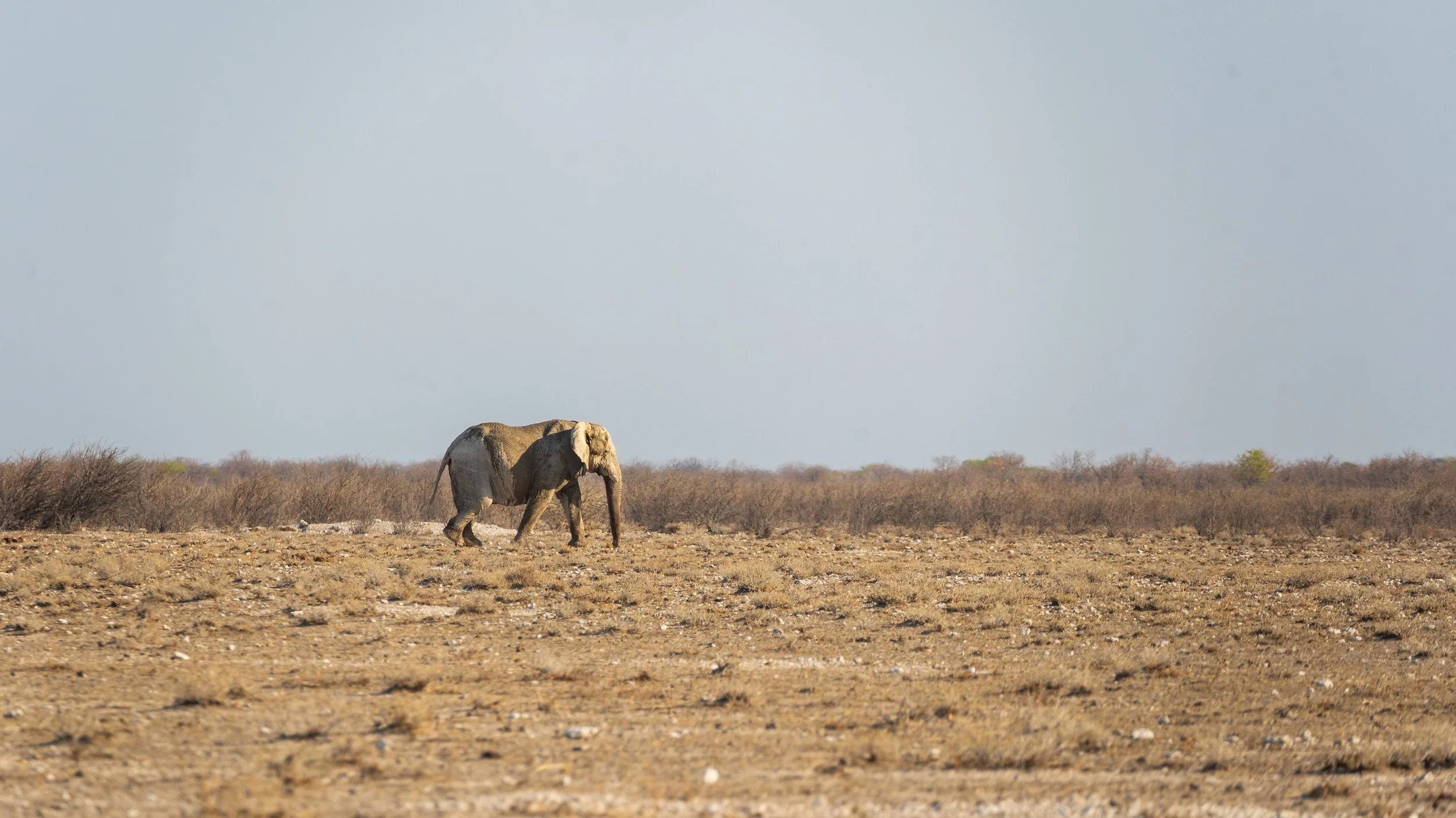 Etosha landscape adventure