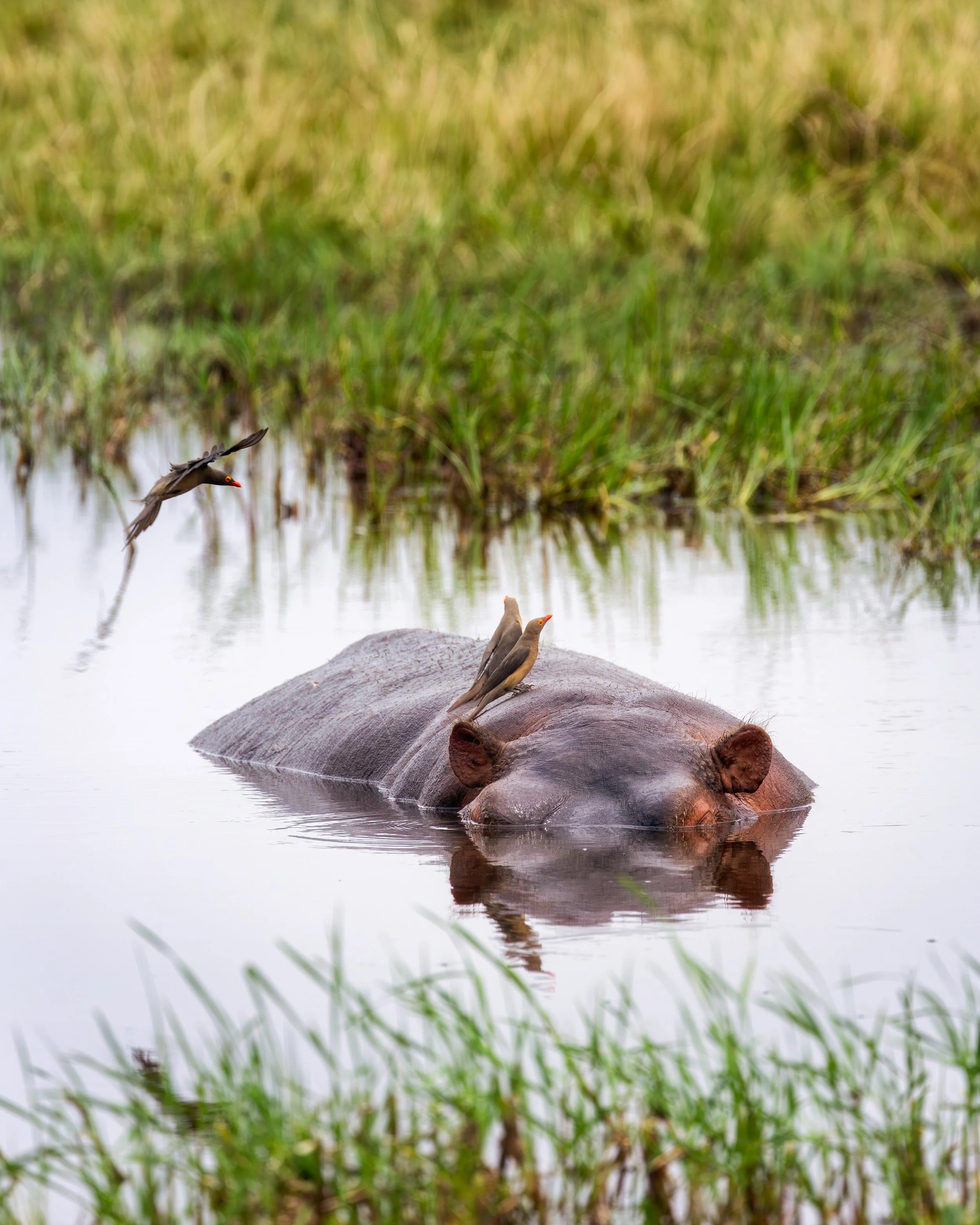 Hippo with birds on its back