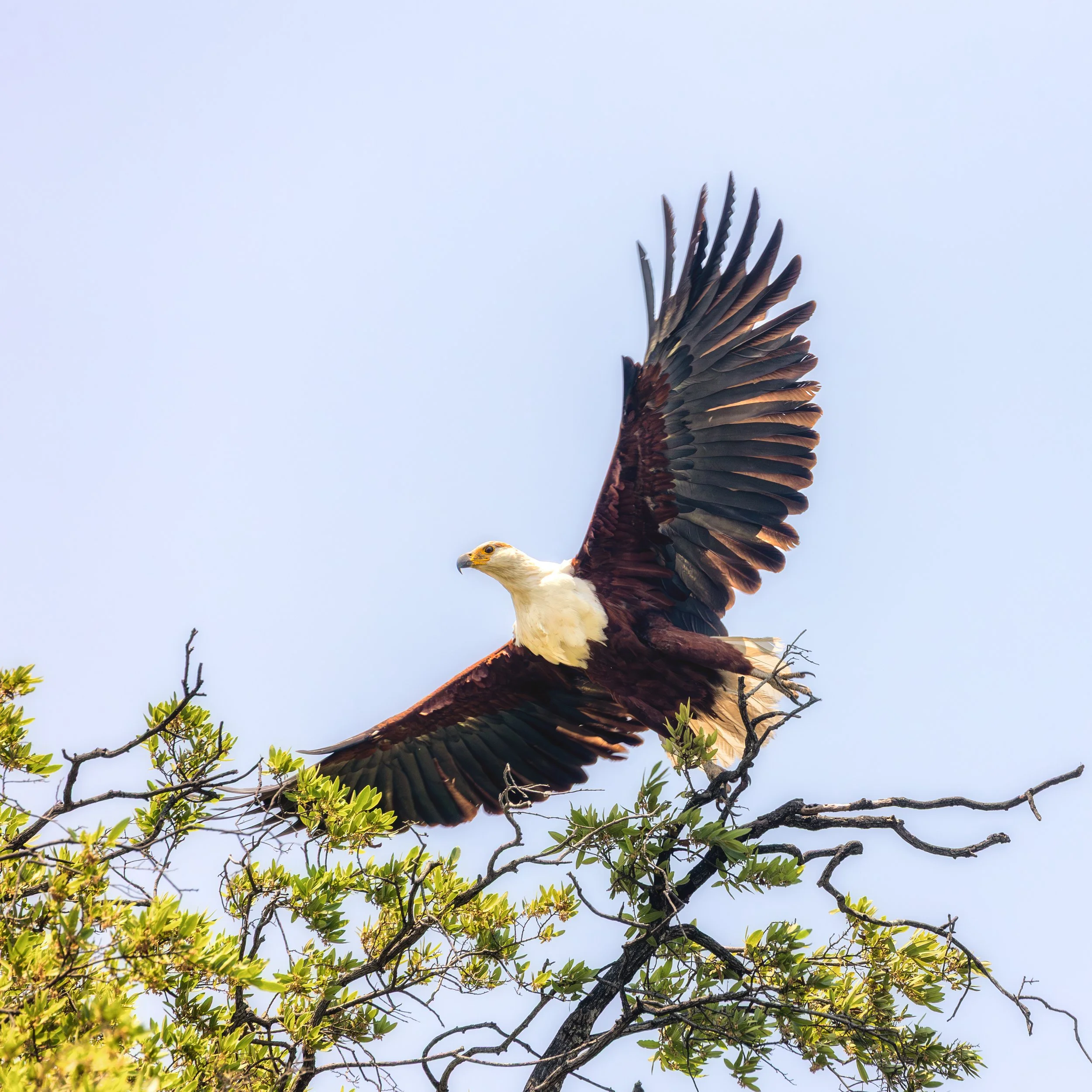 Bird in flight