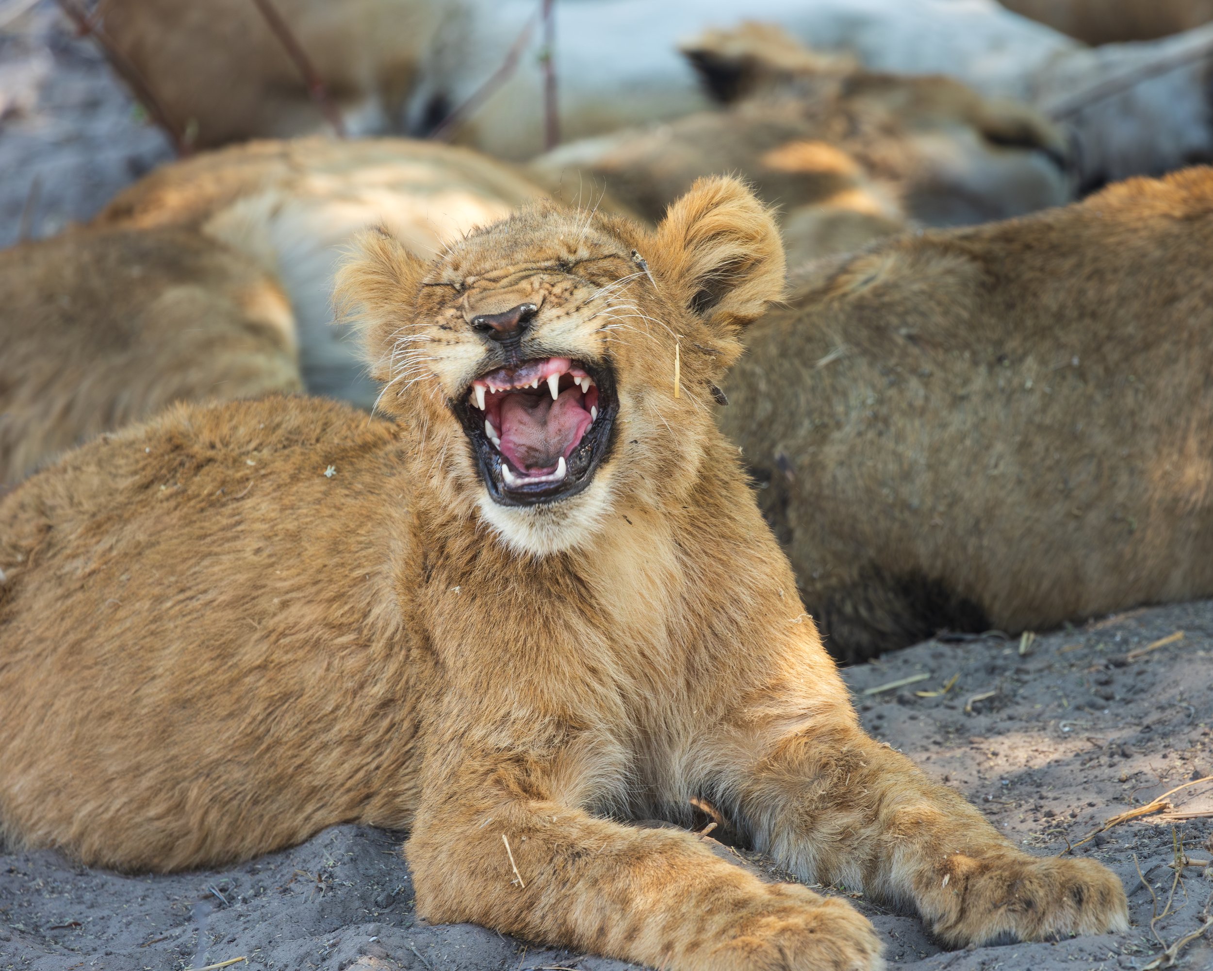 Lion family in Savuti