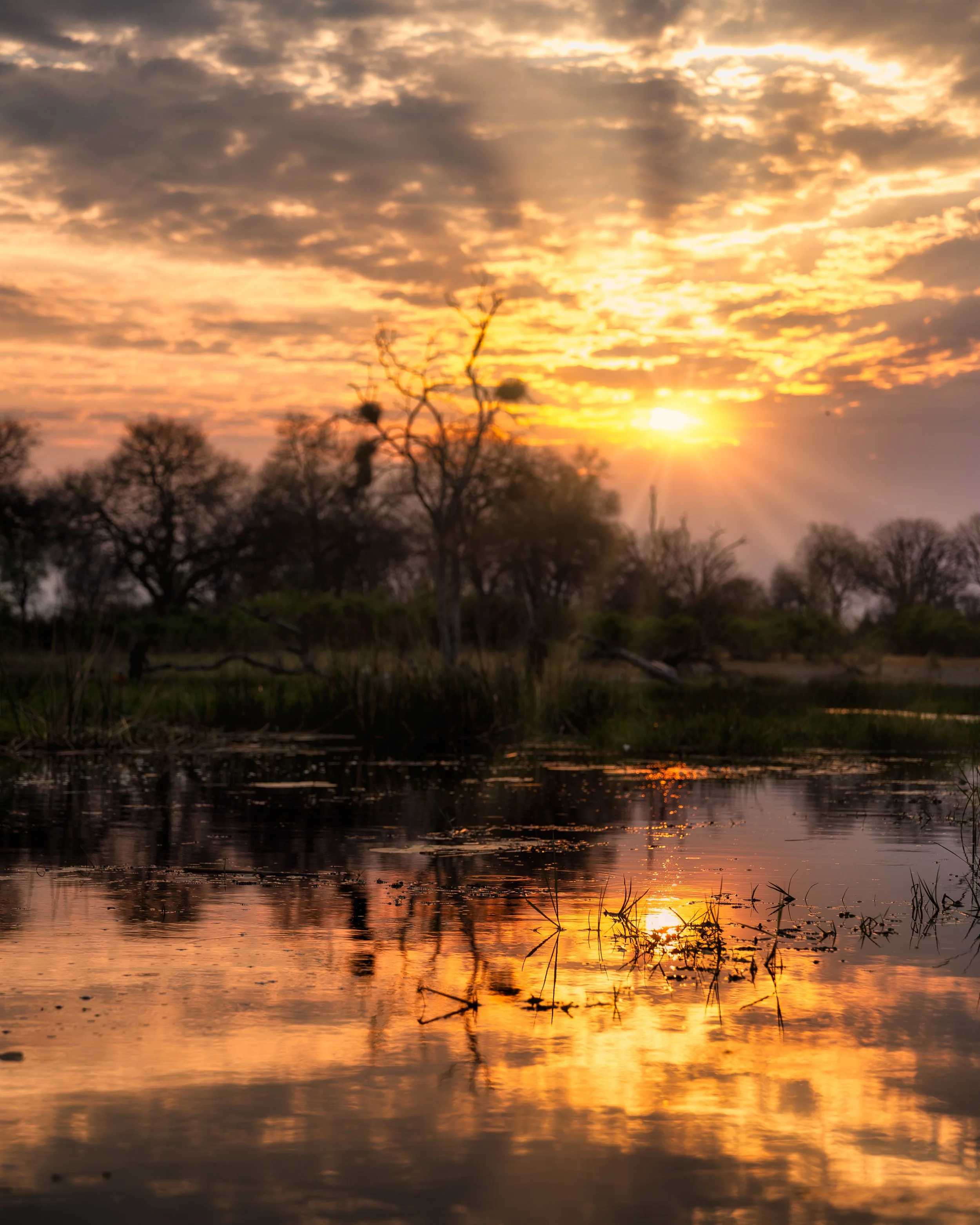 Mokoro canoe in the Okavango Delta