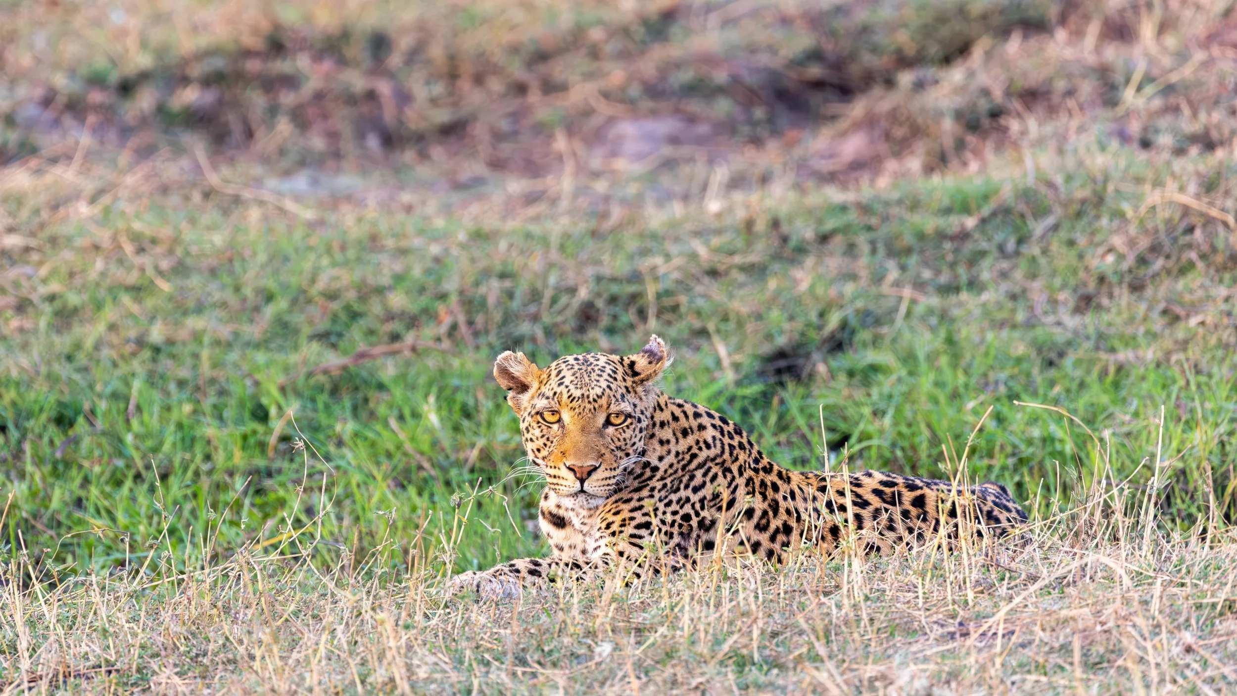 Leopard resting