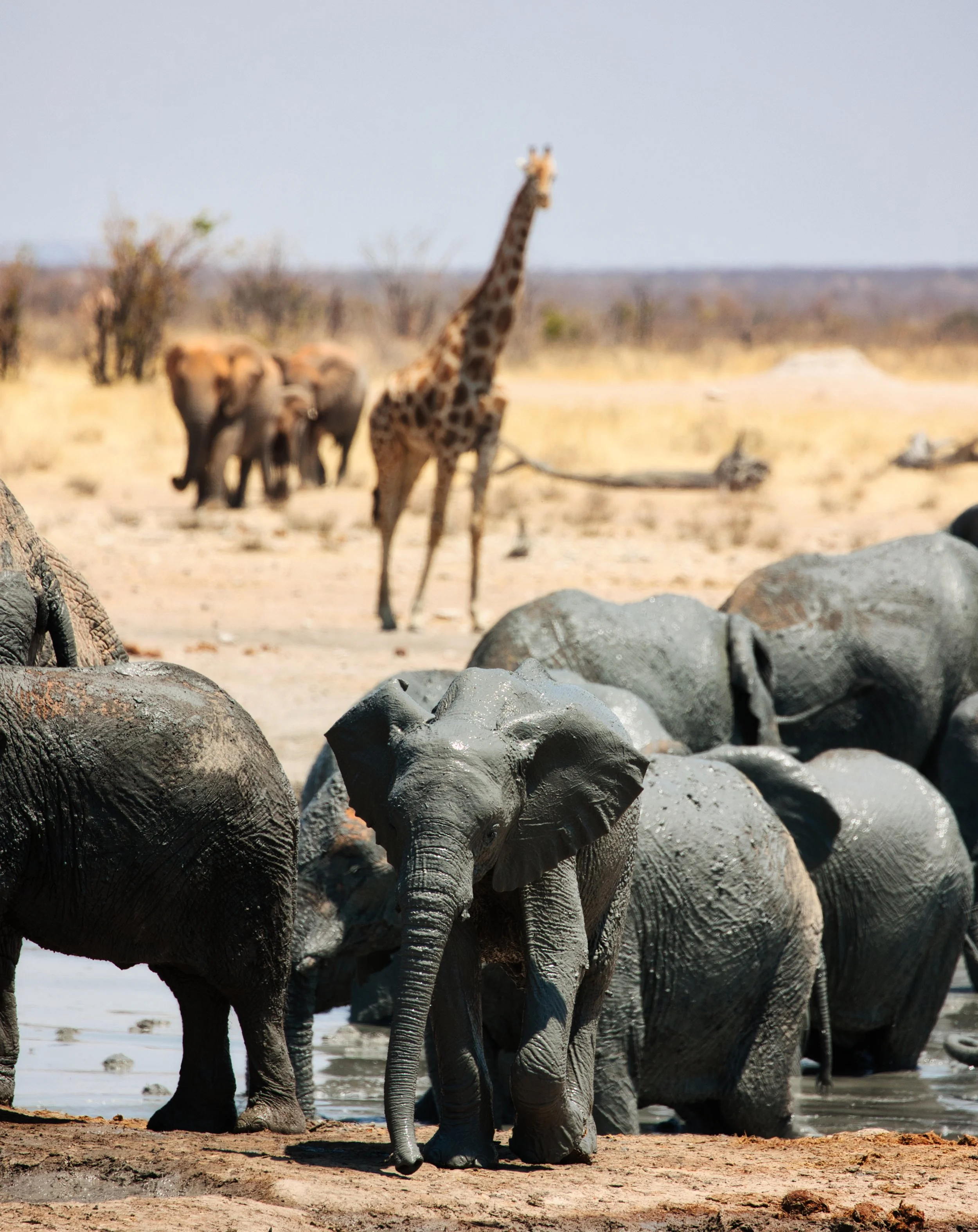 Waterhole Etosha National Park