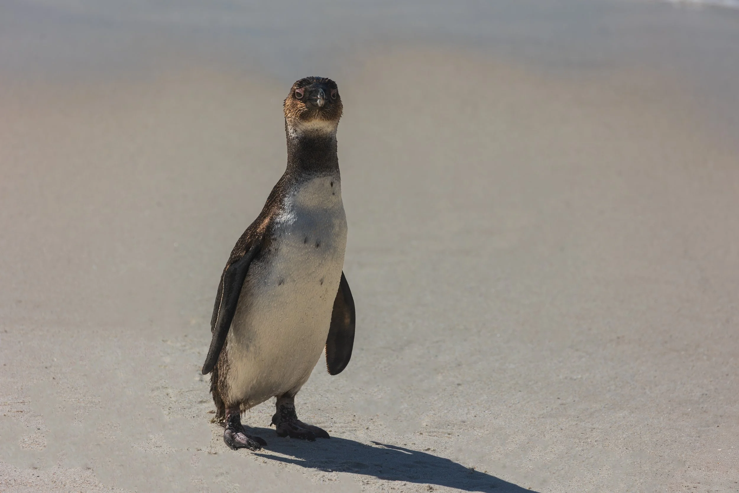 Sidelit penguin Boulders Beach