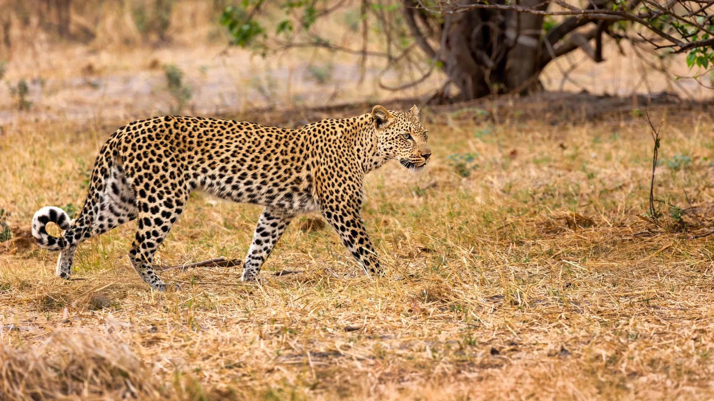 Leopard in the Okavango Delta
