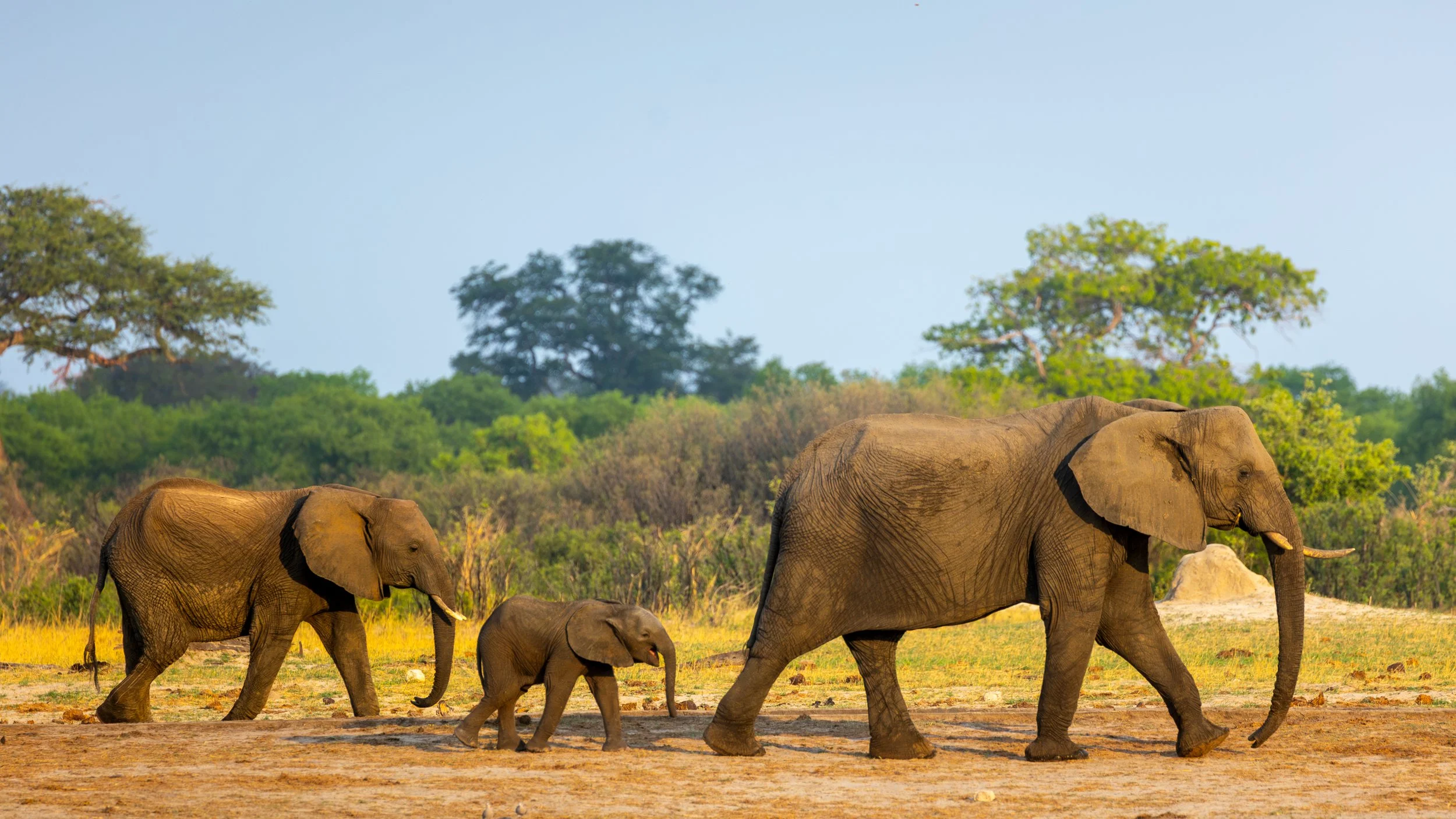 Elephants in Hwange at sunset
