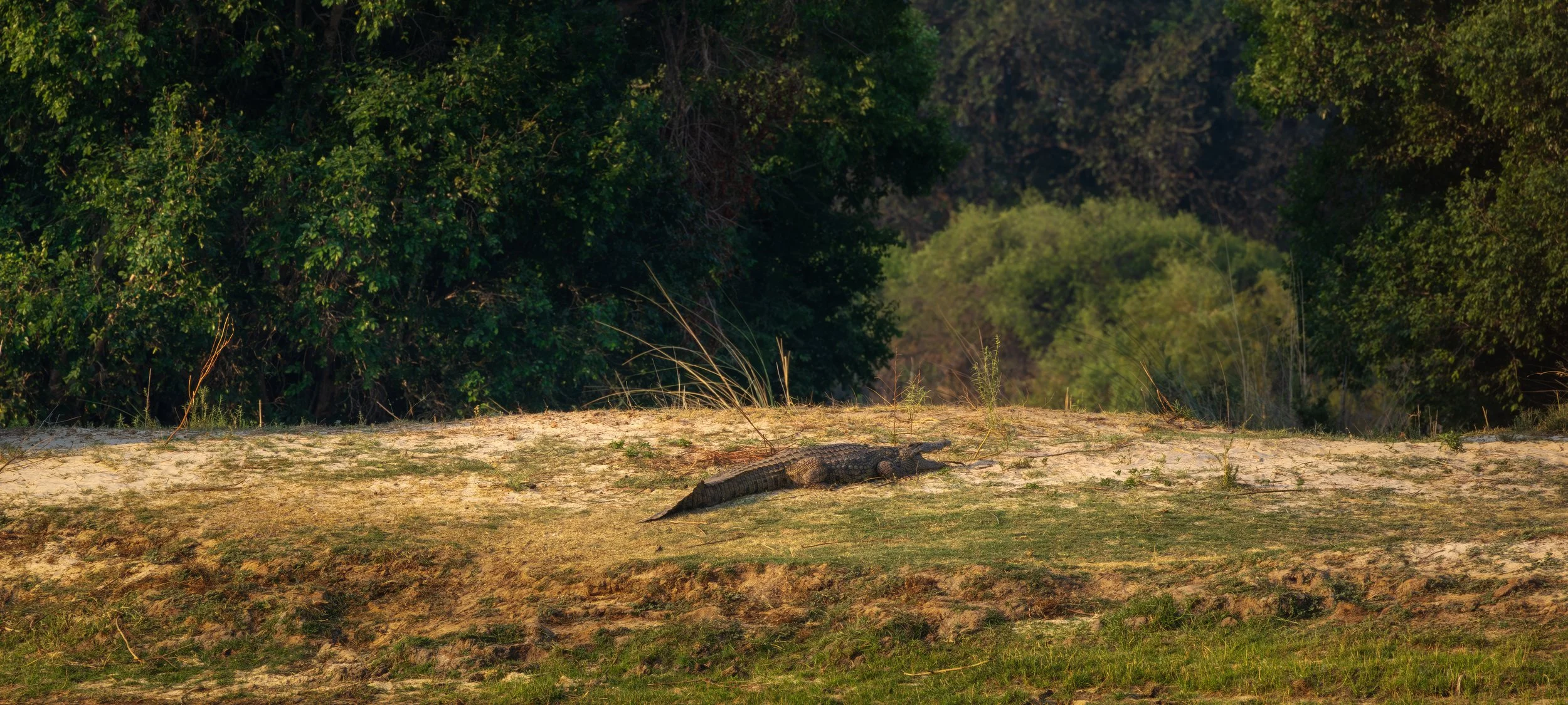 Crocodile on riverbank