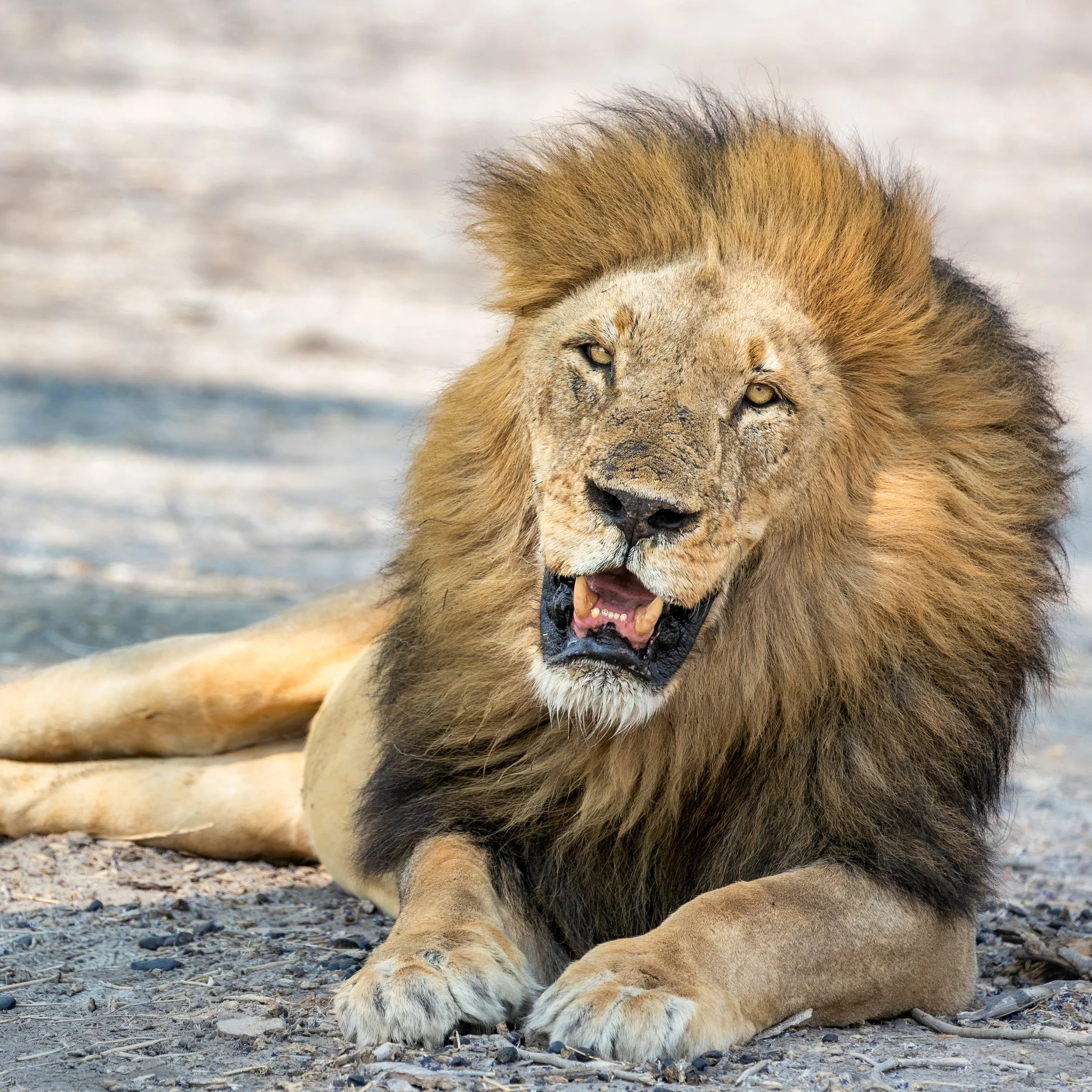 Lion resting after feeding
