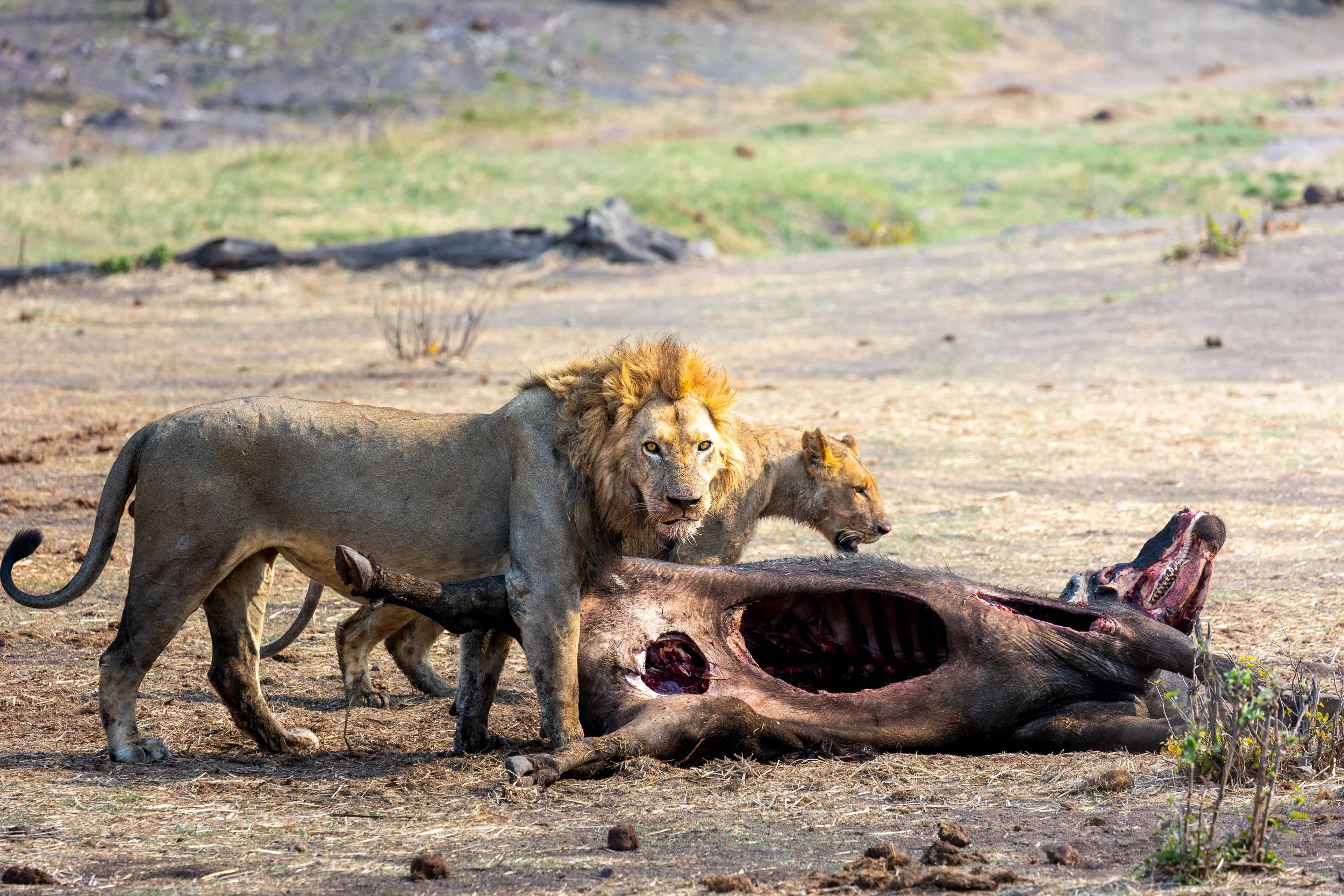 Lions on a kill in Hwange