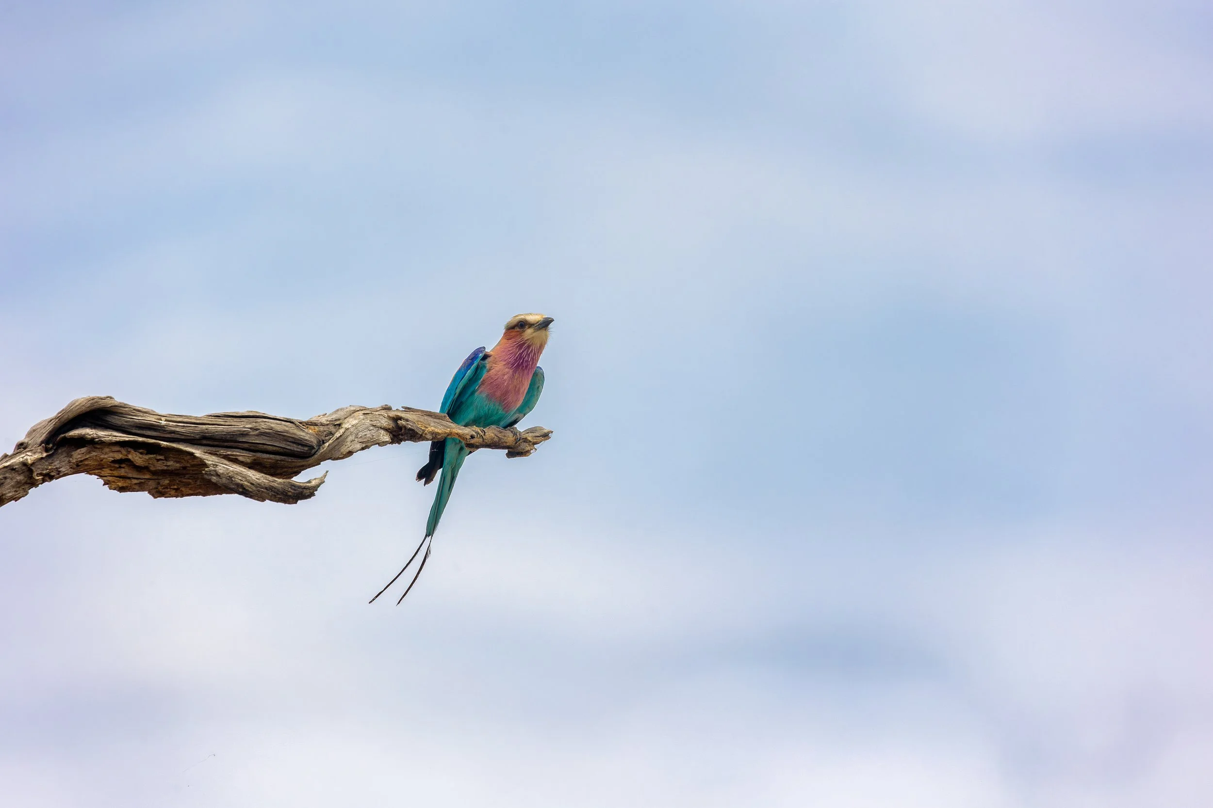 Bird in the Okavango Delta