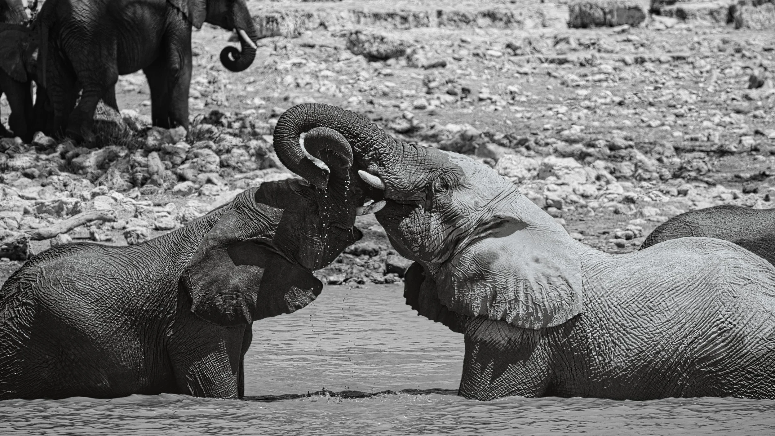 Elephant at waterhole Etosha