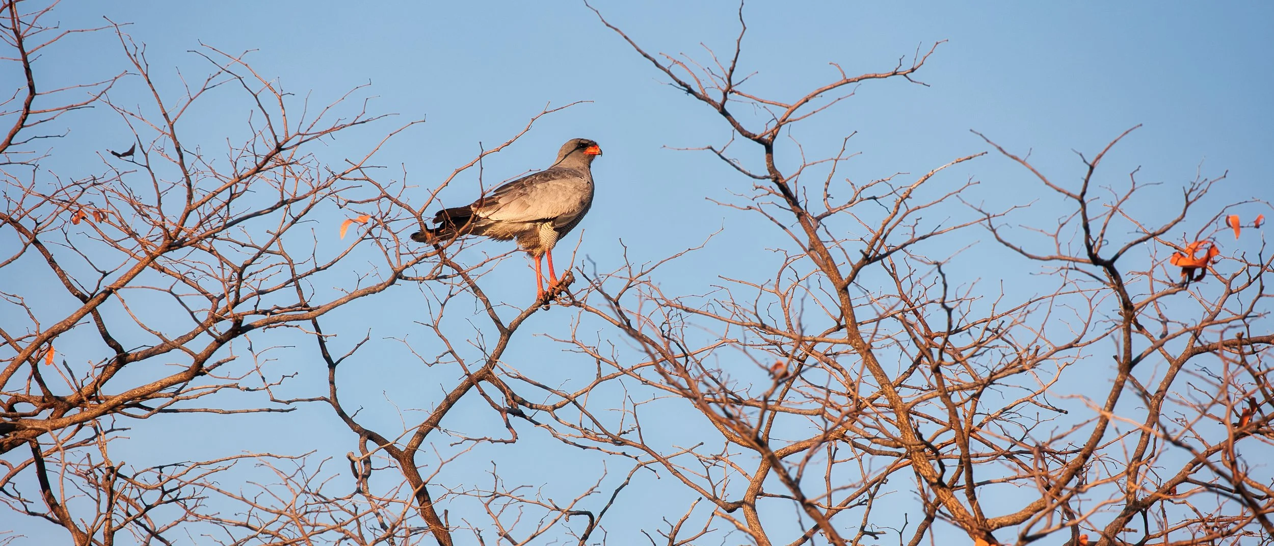 Acacia tree Etosha