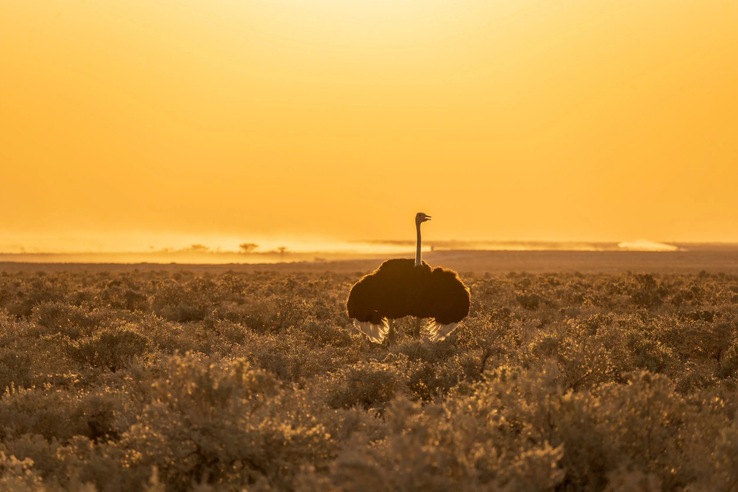 Golden hour Etosha