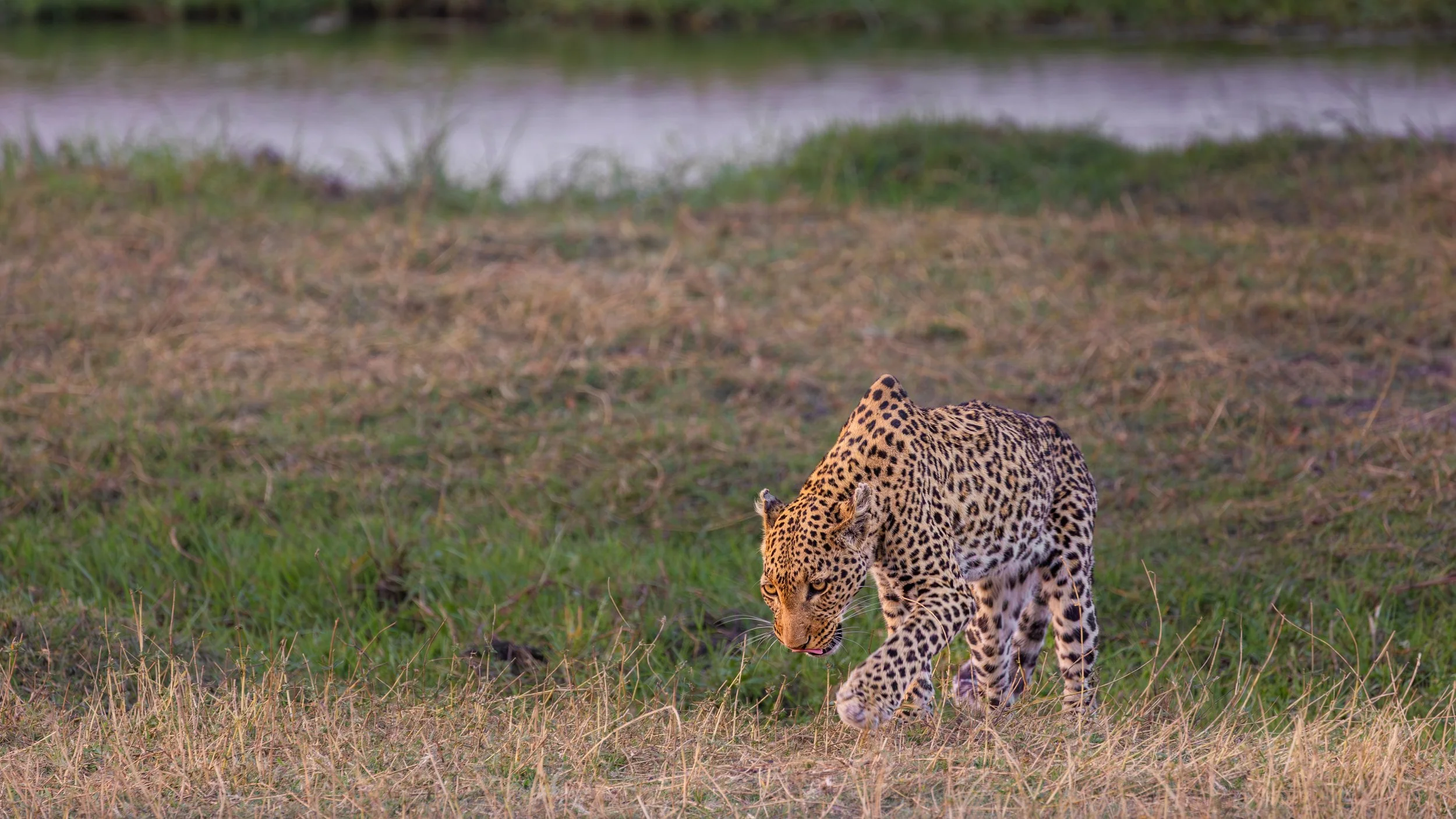 Leopard in the wild