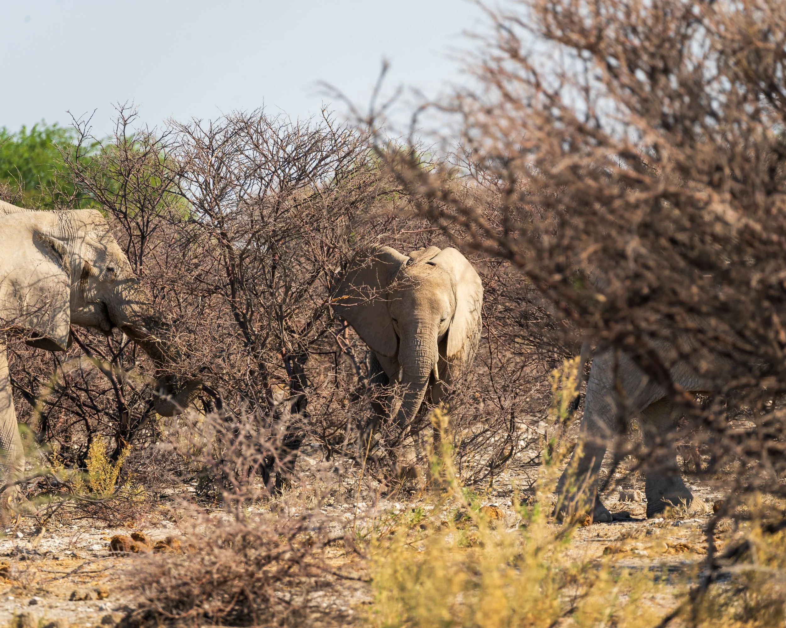 Elephant kicking dust Etosha