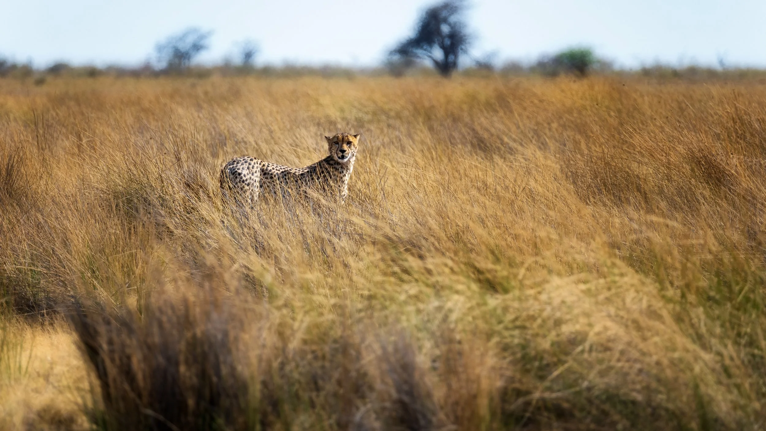 Cheetah Etosha National Park