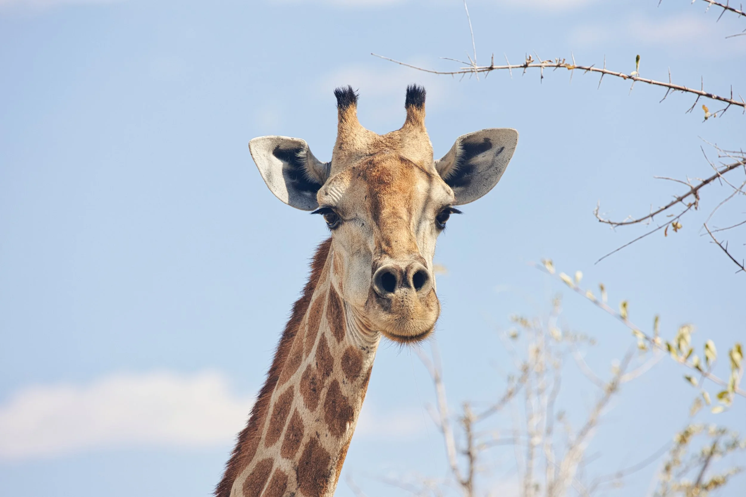 Giraffe silhouette Etosha pan