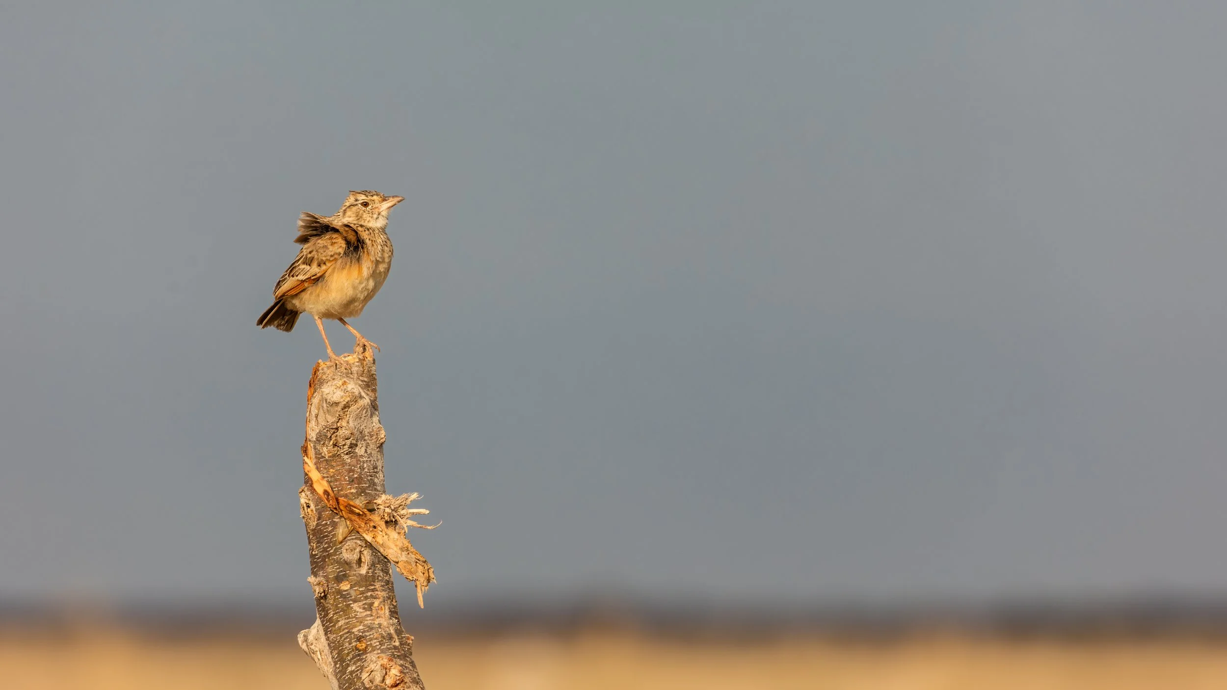 Bird in N'Pan