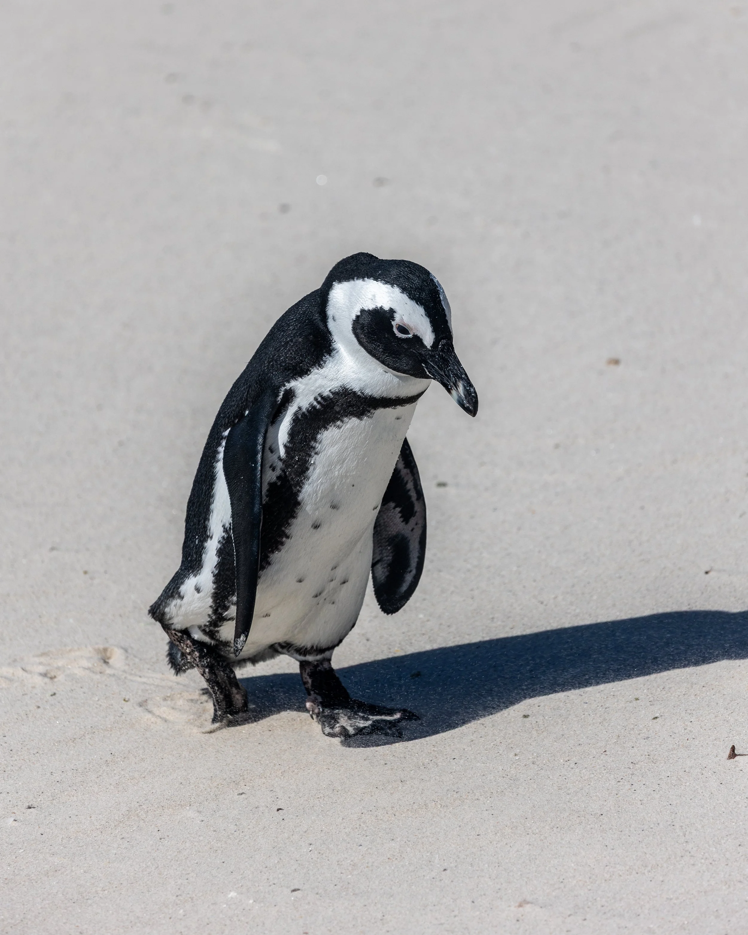 African penguins Boulders Beach Cape Town