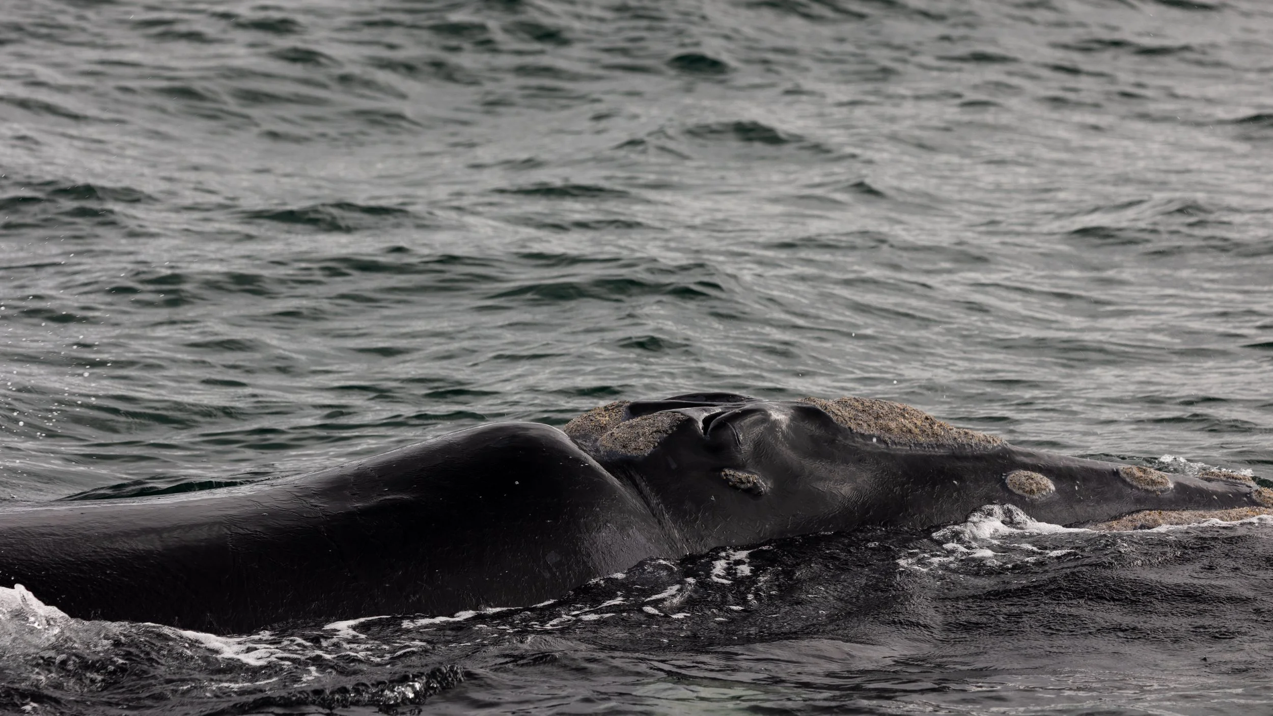 Whale photography South Africa