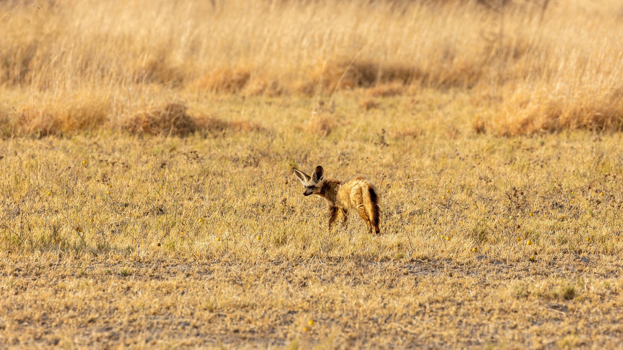 Bat-eared foxes in N'Pan