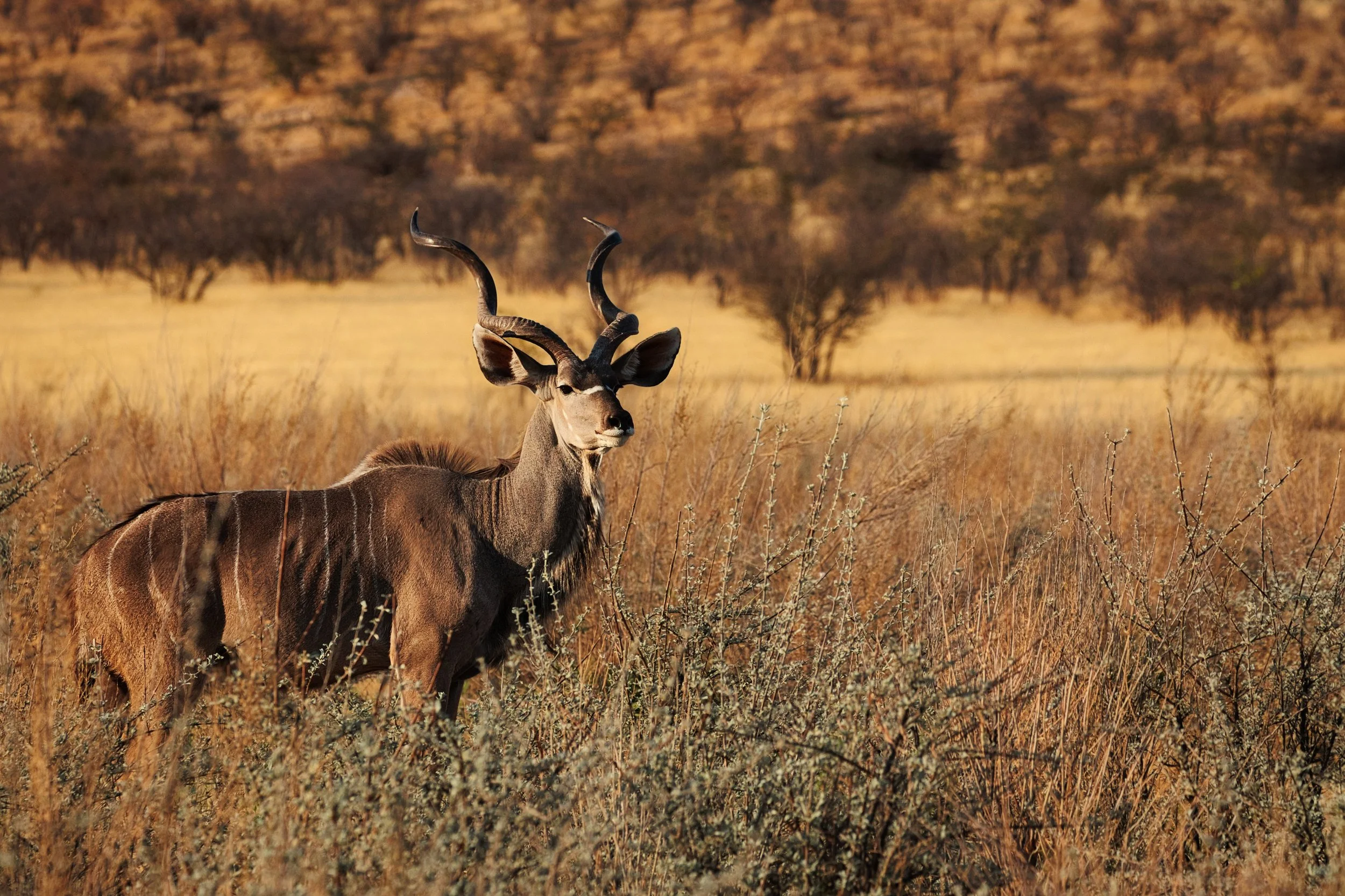 Kudu golden hour Etosha