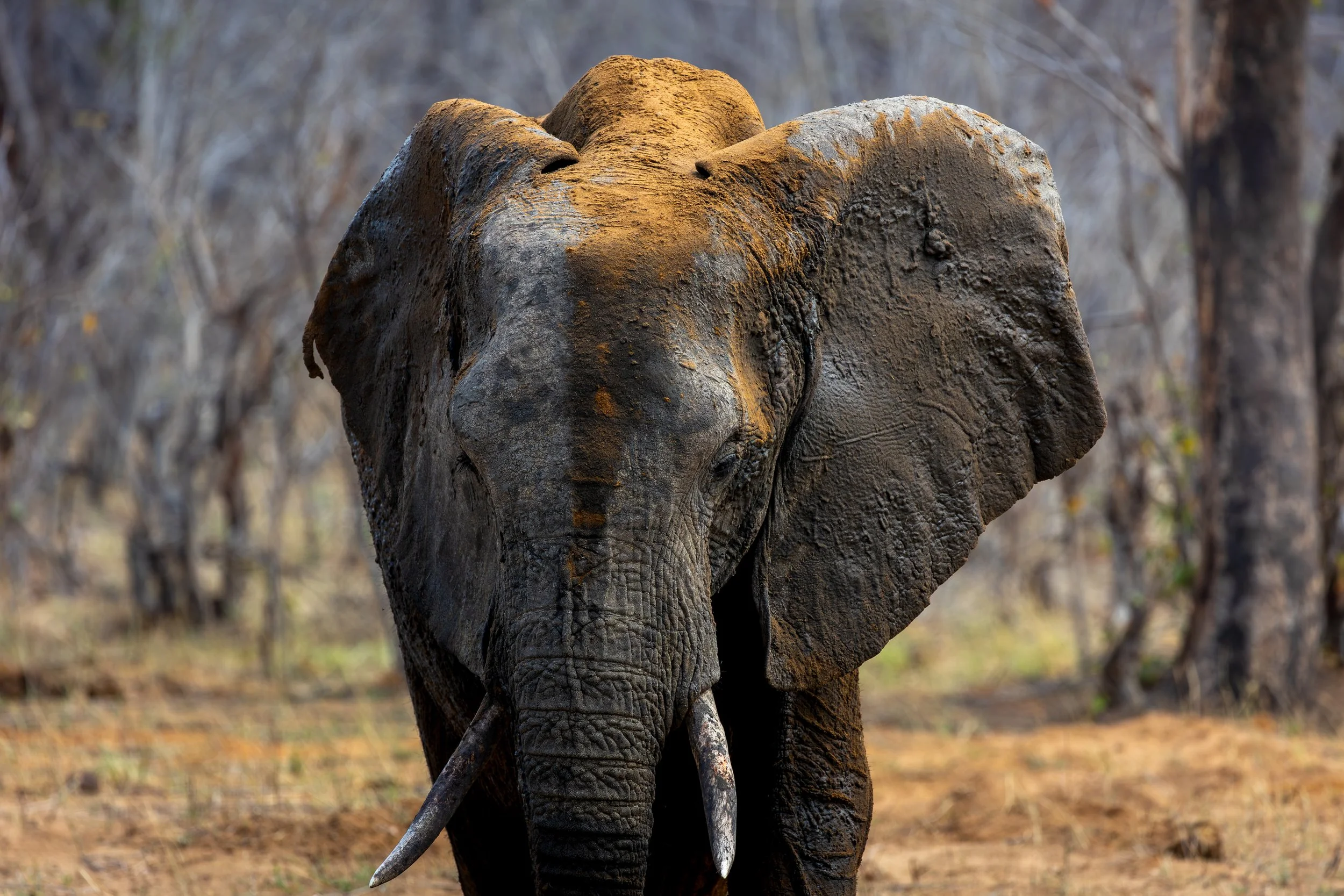 Elephant herd