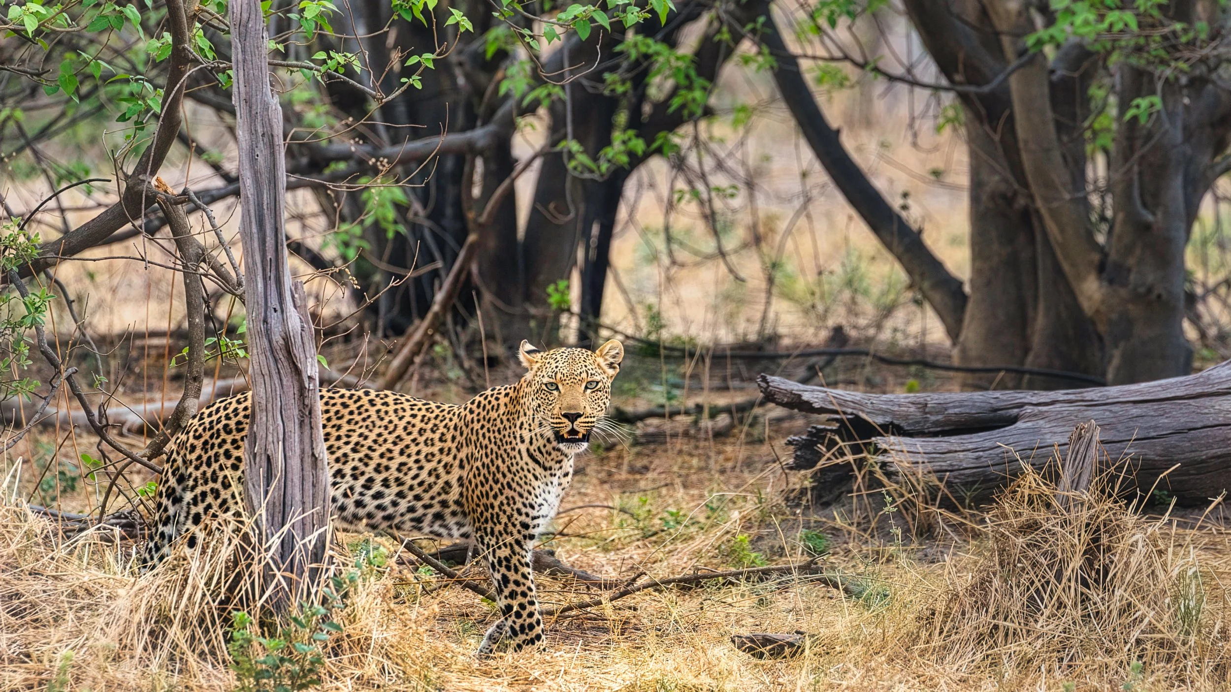 Leopard looking directly at camera