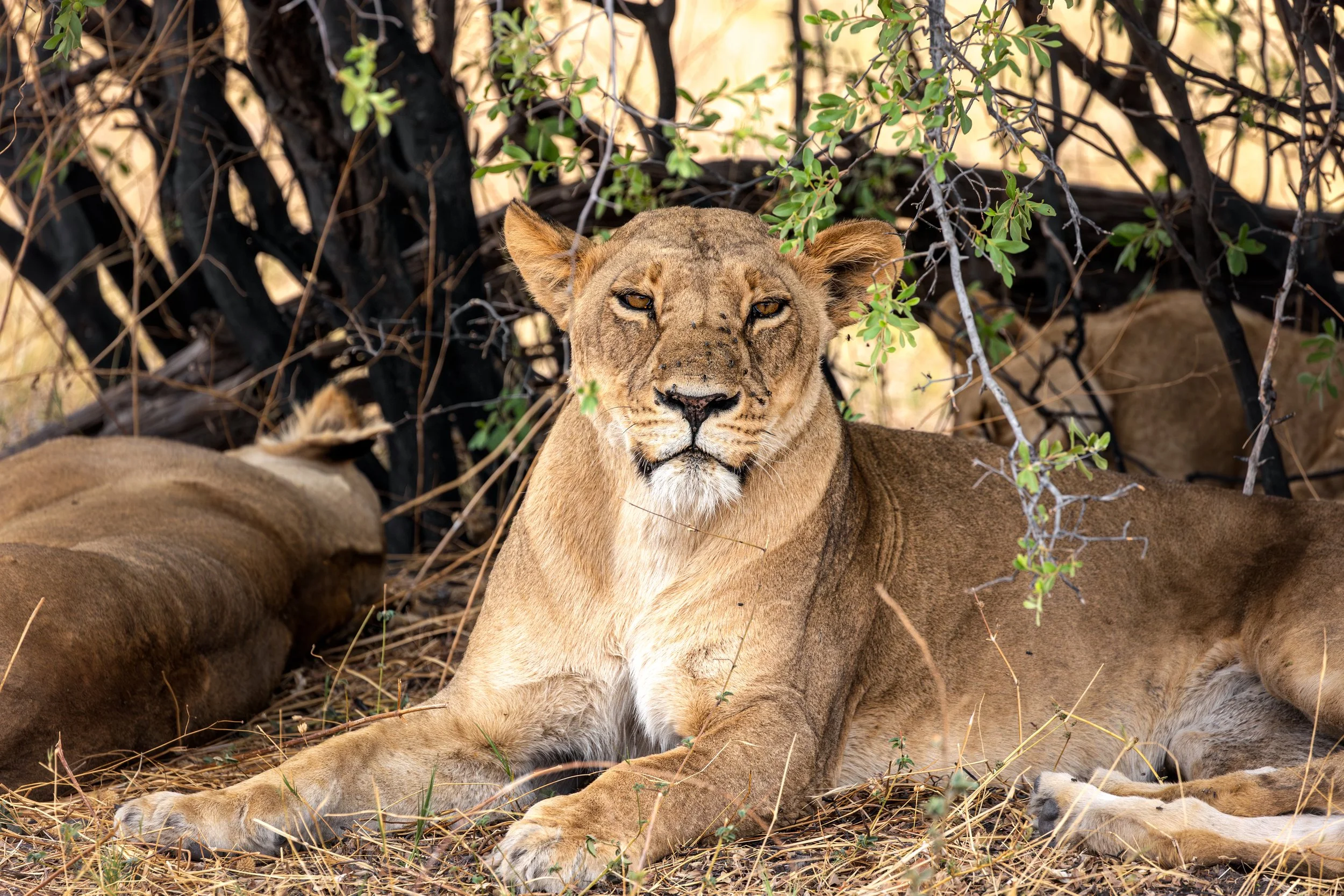 Lion looking at camera