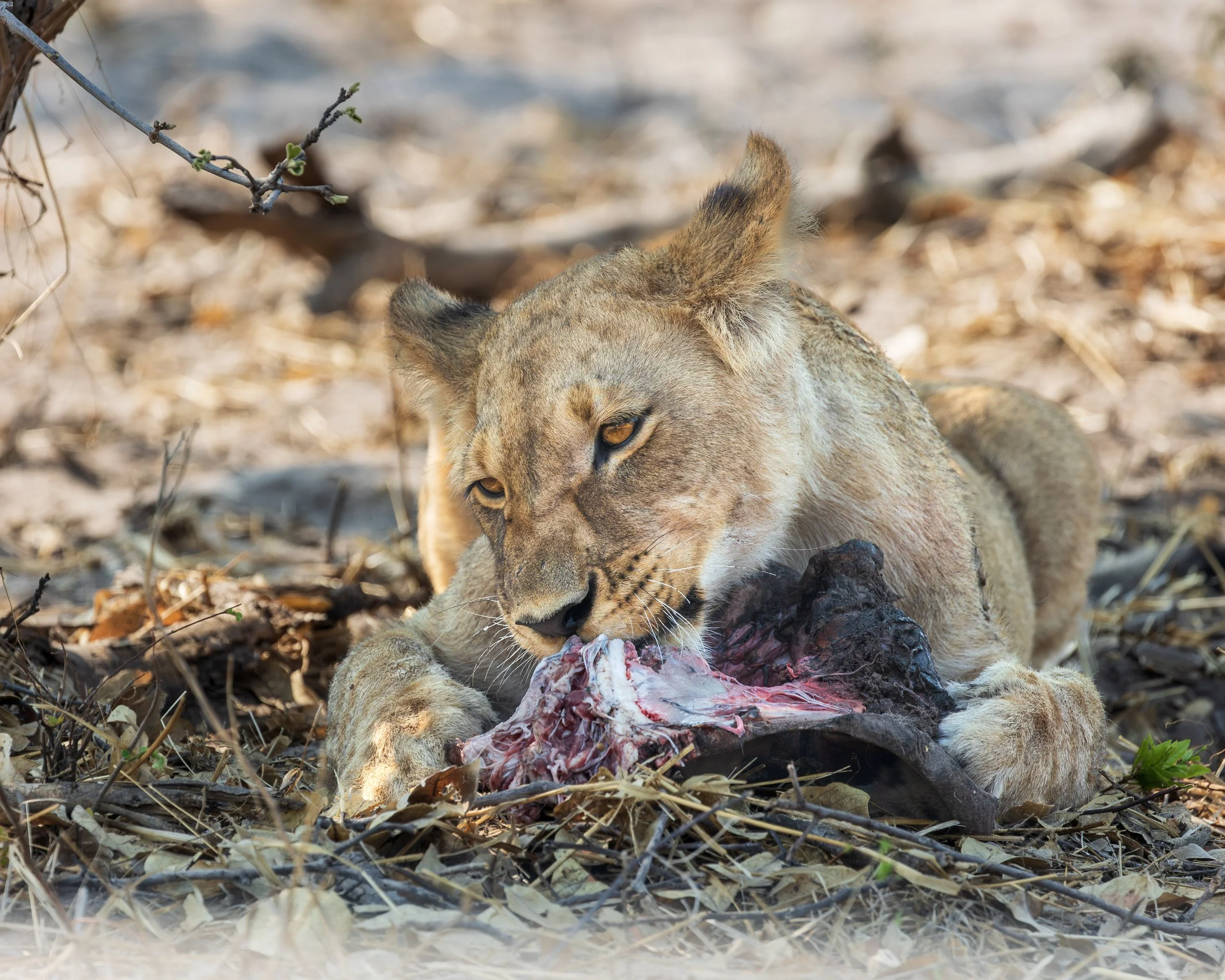 Male lion at carcass