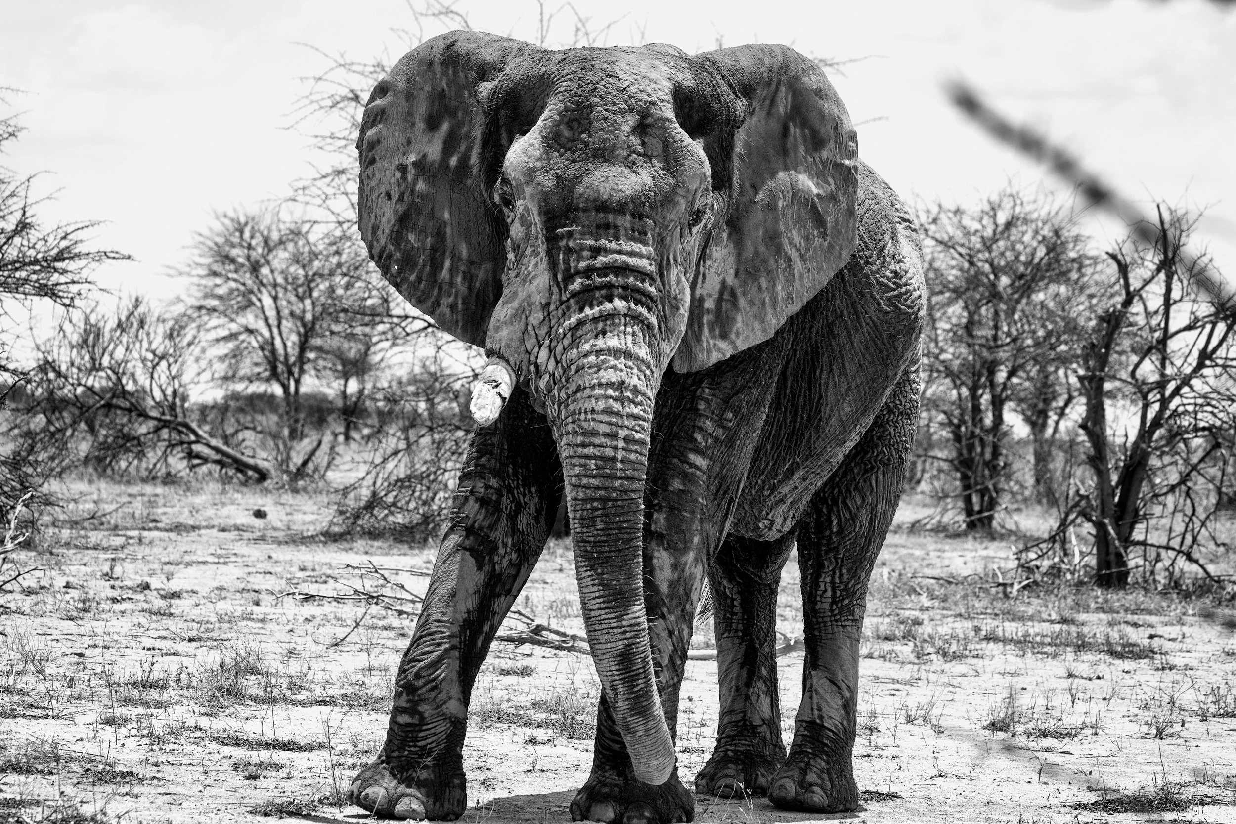 Elephant at Elephant Sands
