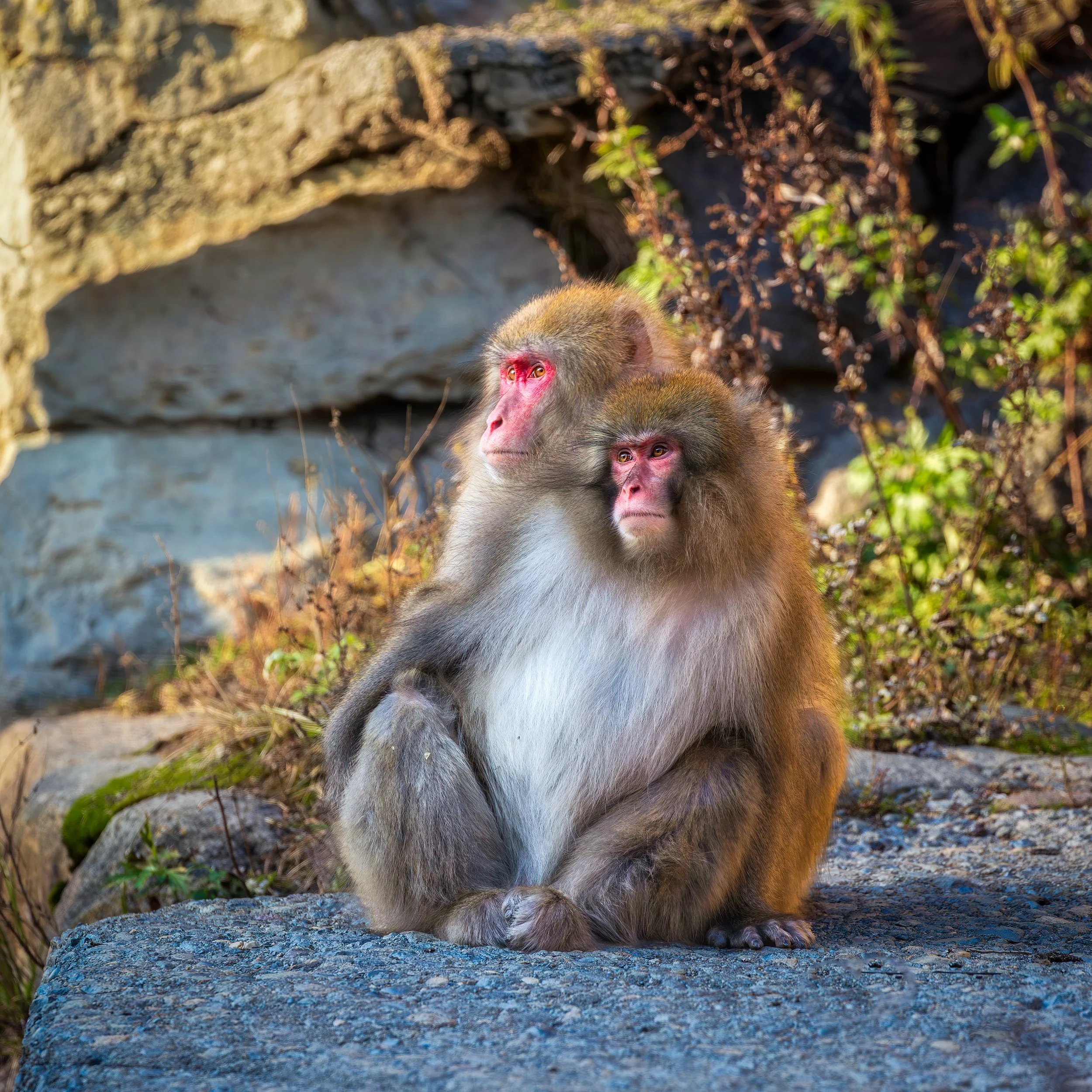 Snow monkeys in Japan