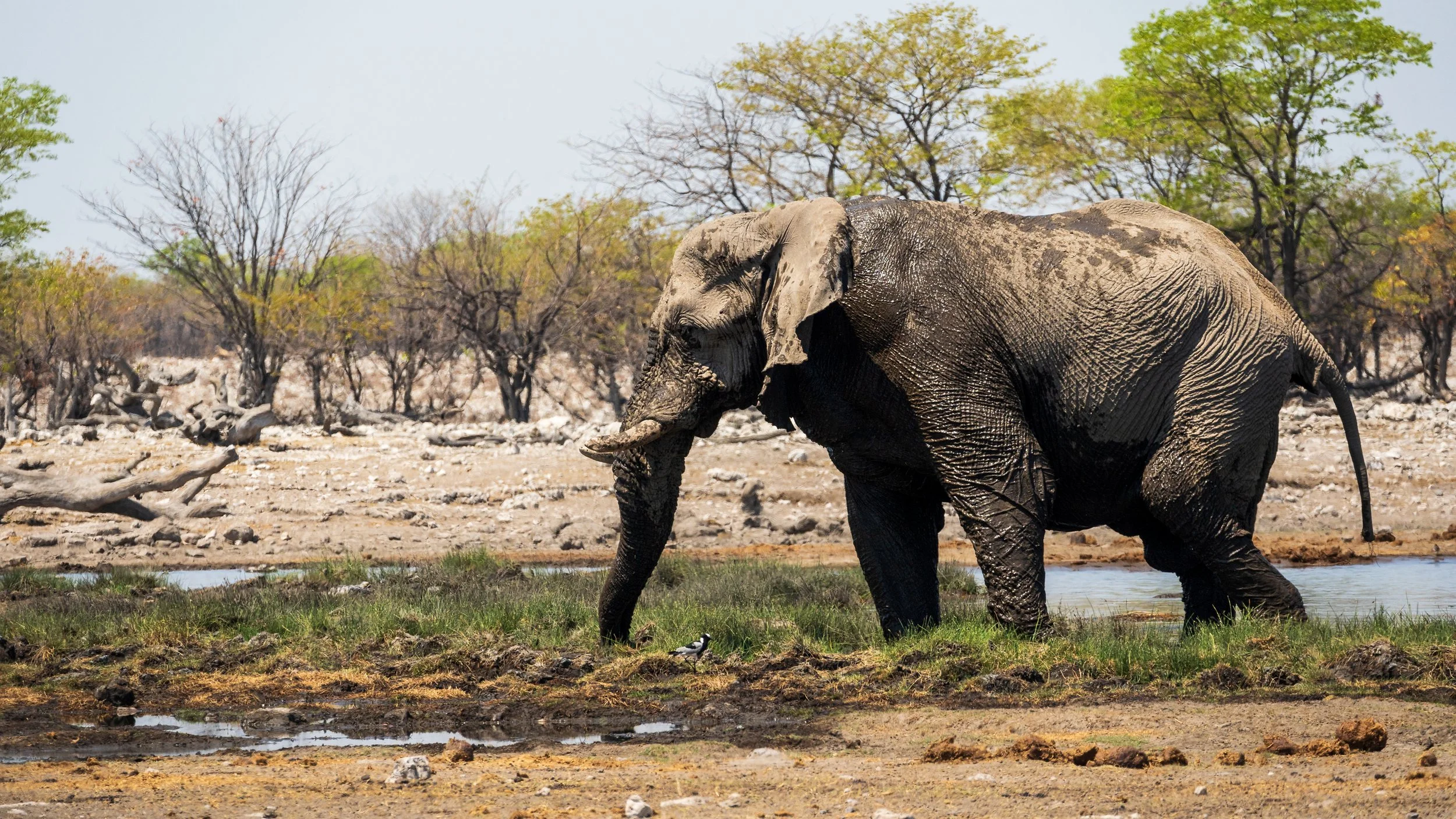 Elephant at waterhole Etosha National Park
