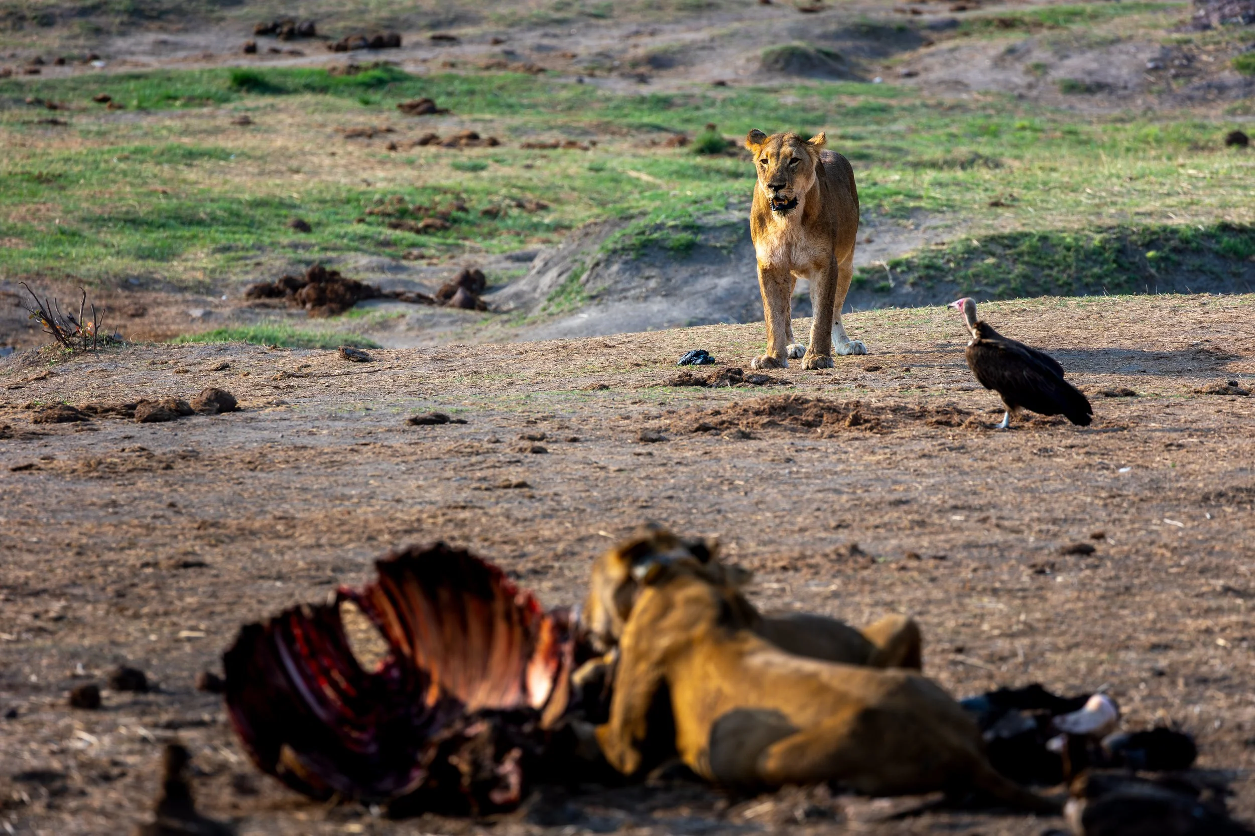Vultures