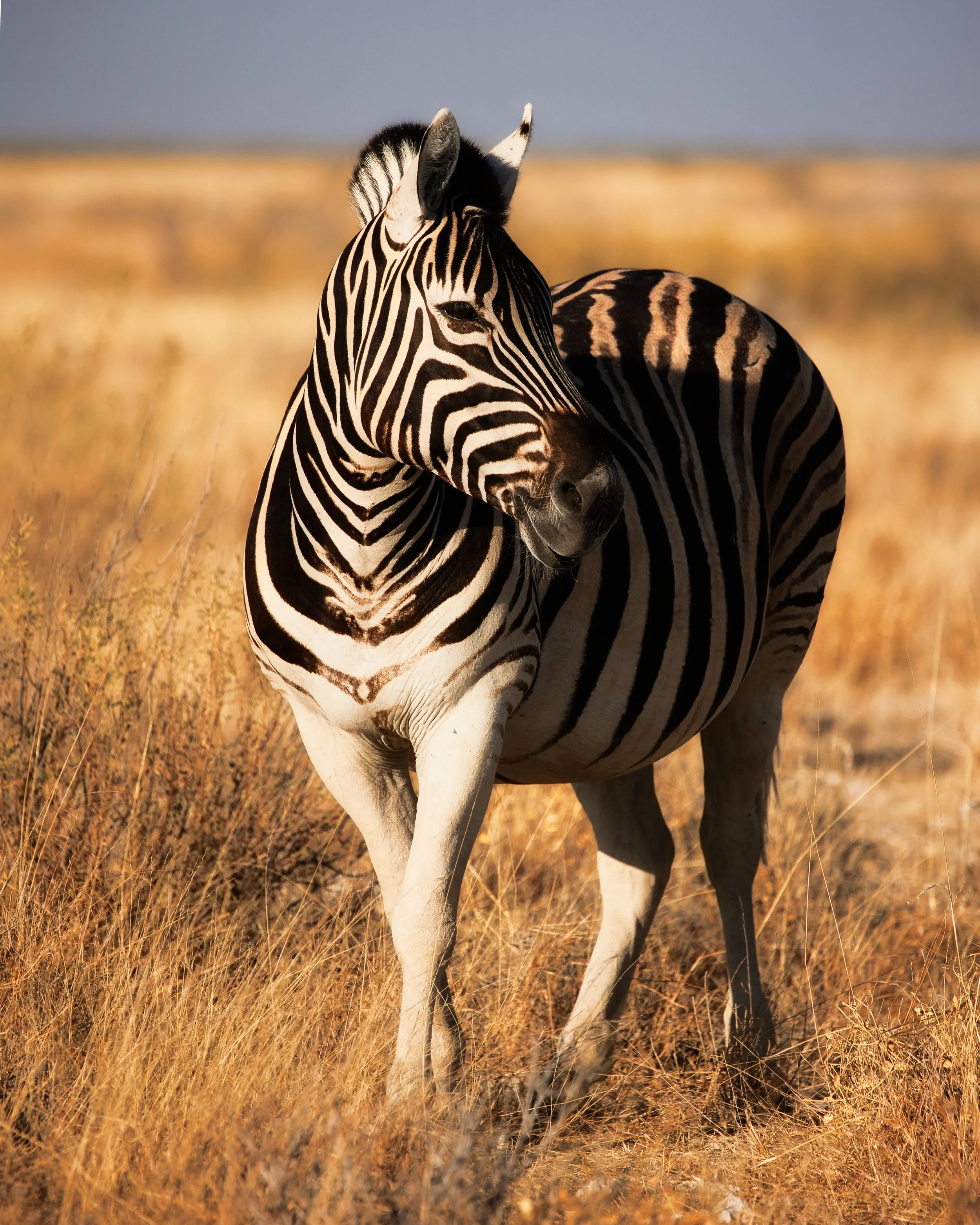 Zebra Etosha