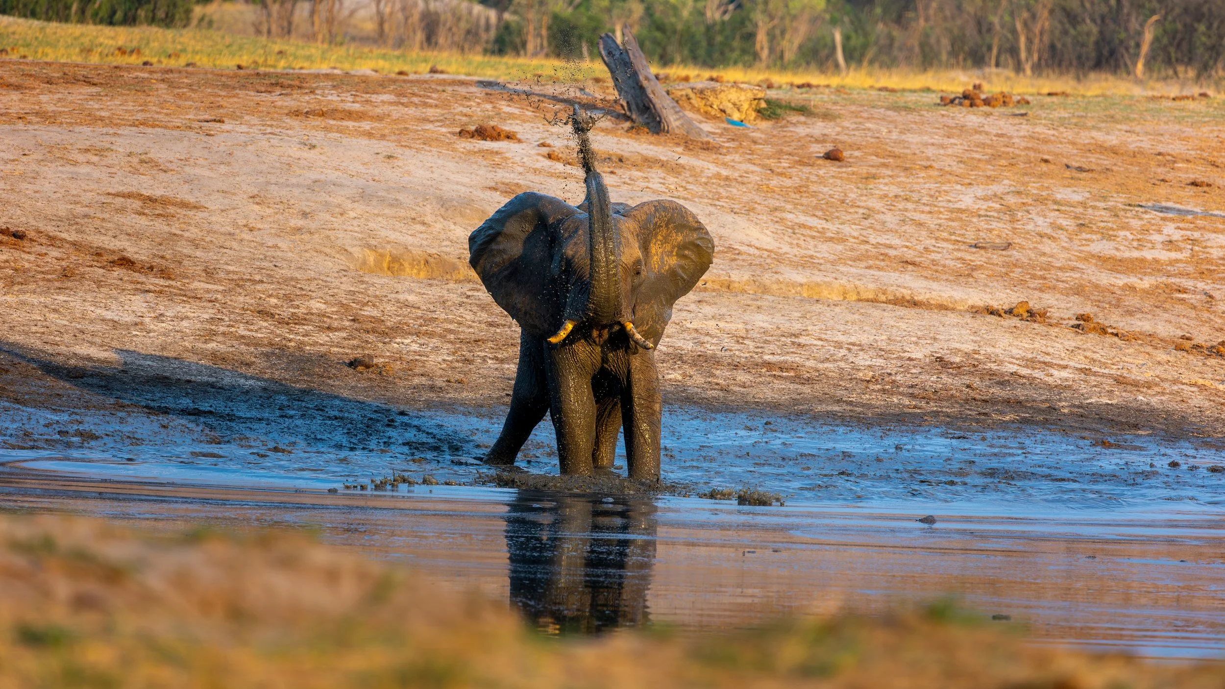 Elephant at waterhole