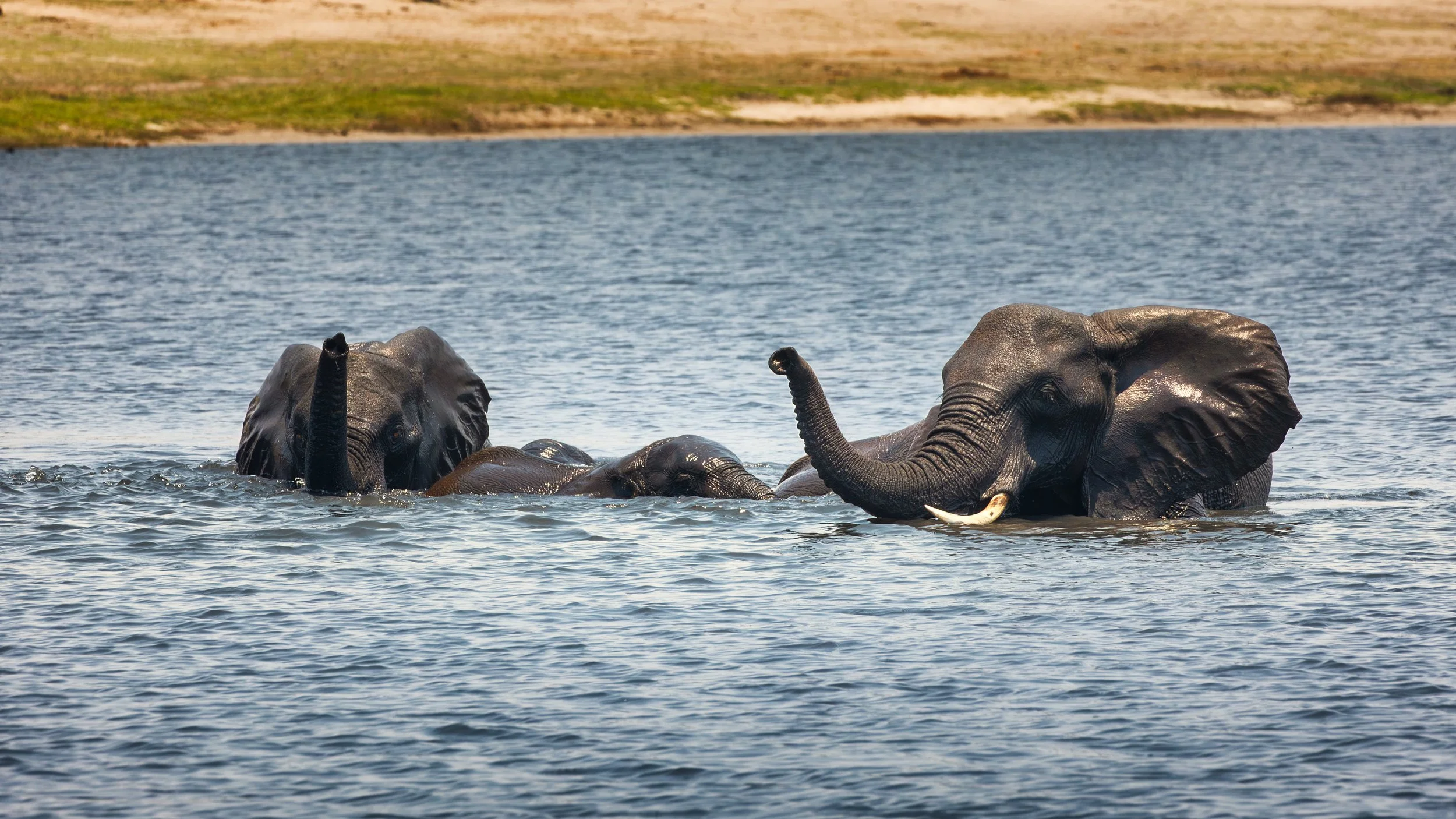Chobe National Park — elephants crossing the river