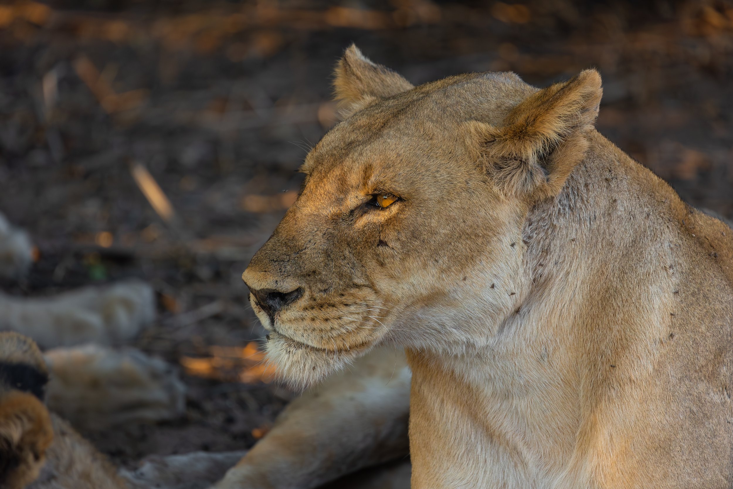 Lion with light peeping through