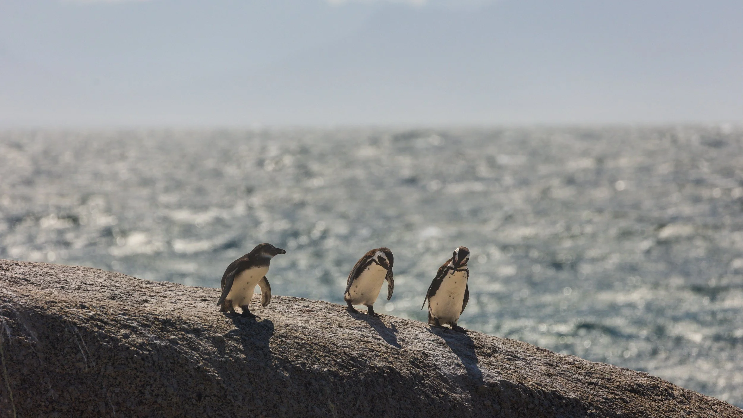 Three penguins on rock Boulders Beach