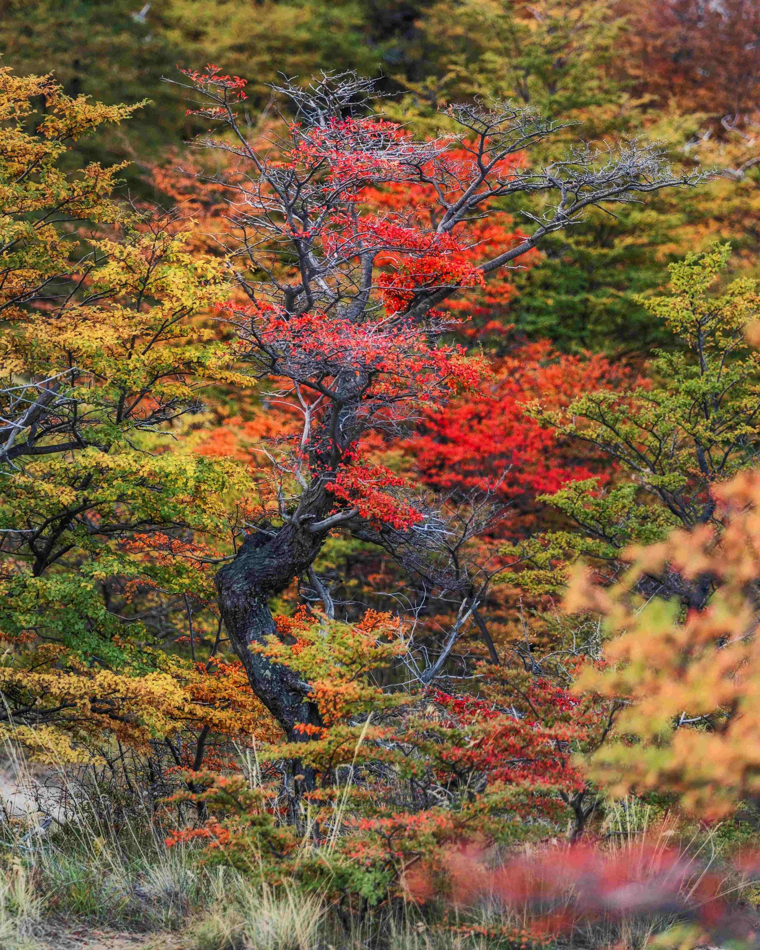 Bonsai tree Patagonia Landscape Photography Workshop