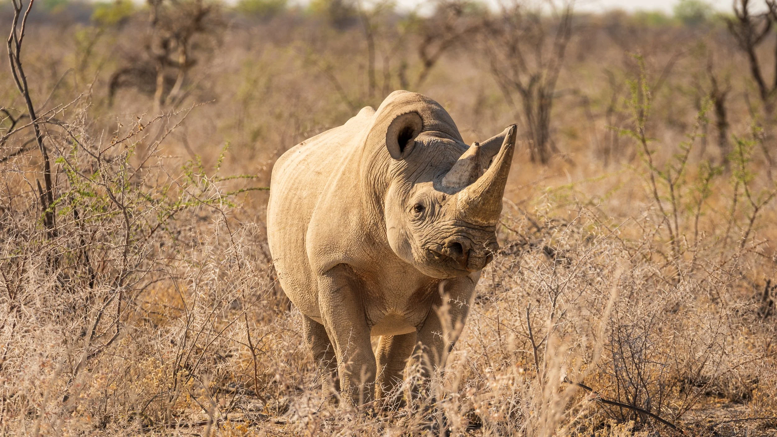 Rhino at night Etosha waterhole