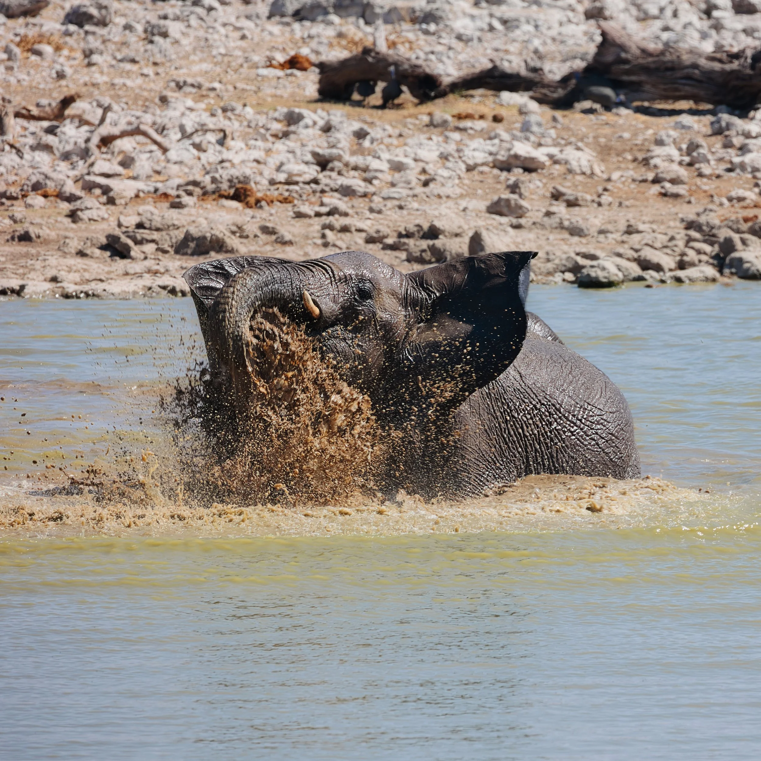 Waterhole Etosha with animals