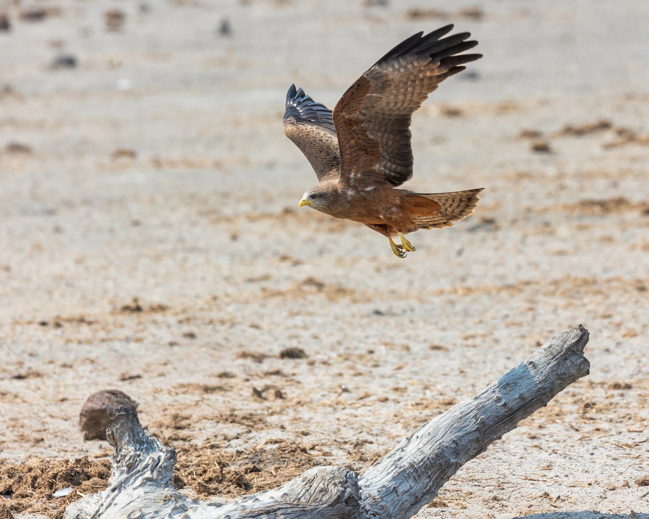 Flying hawk
