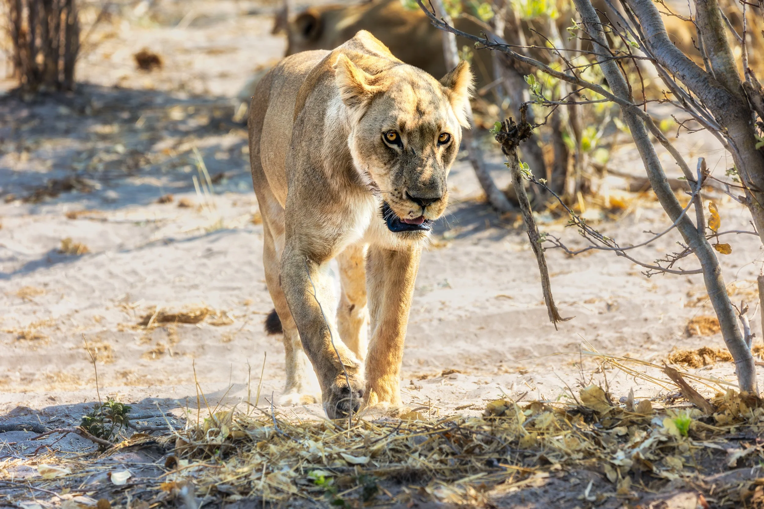 Lion snarling at carcass