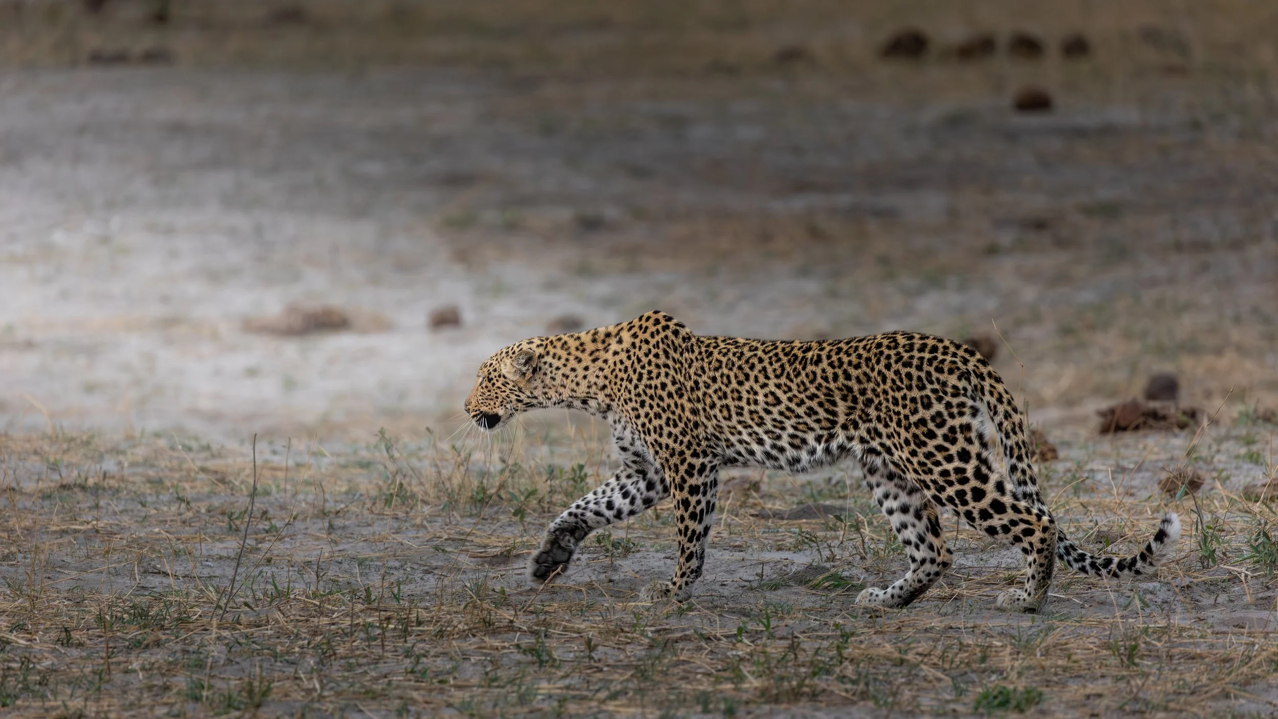 Leopard in Hwange