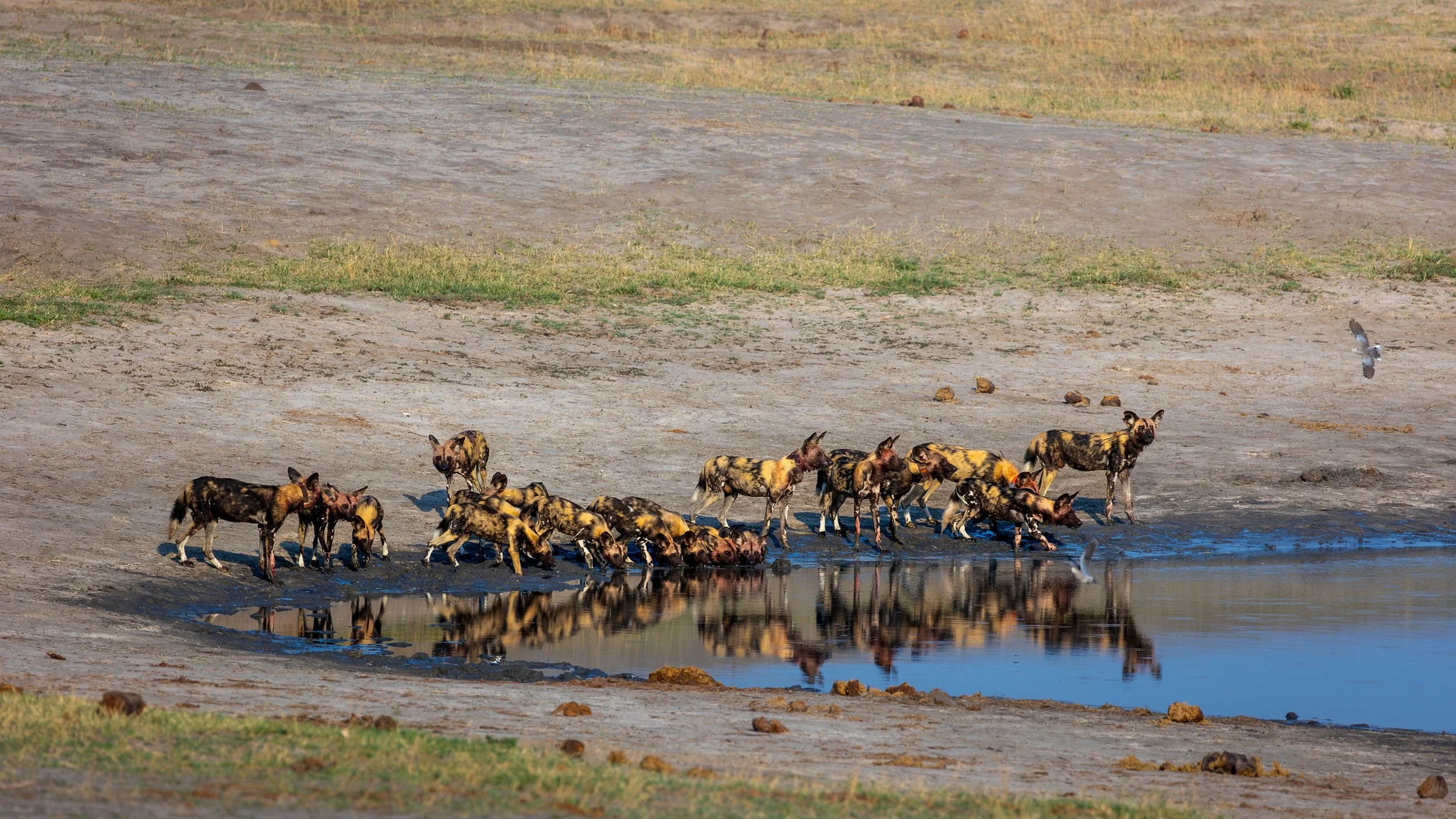 Wild dogs in Hwange