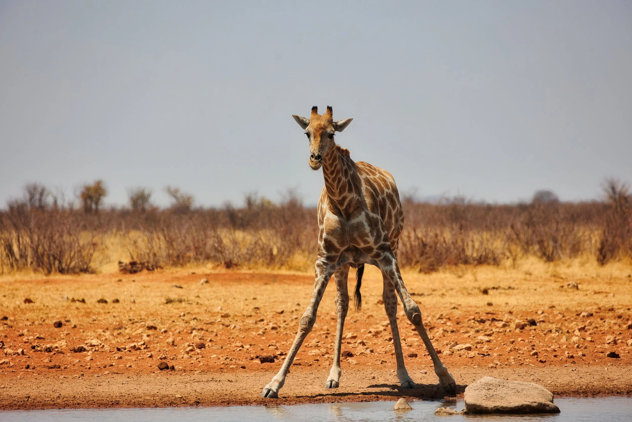 Giraffe at waterhole Etosha